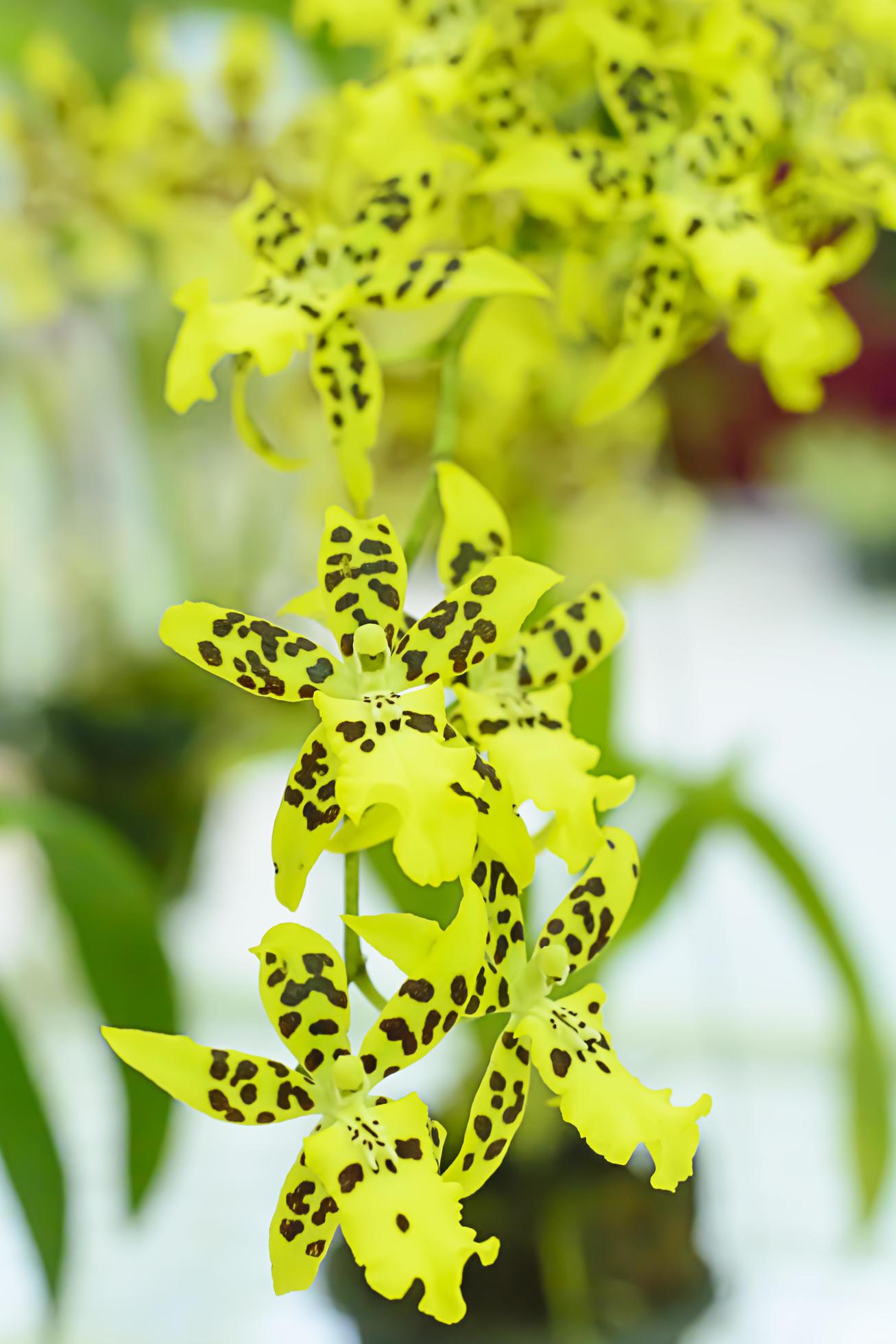 Orchidaceae is a diverse and widespread family of flowering plants, with blooms that are often colourful and often fragrant. Stock Free