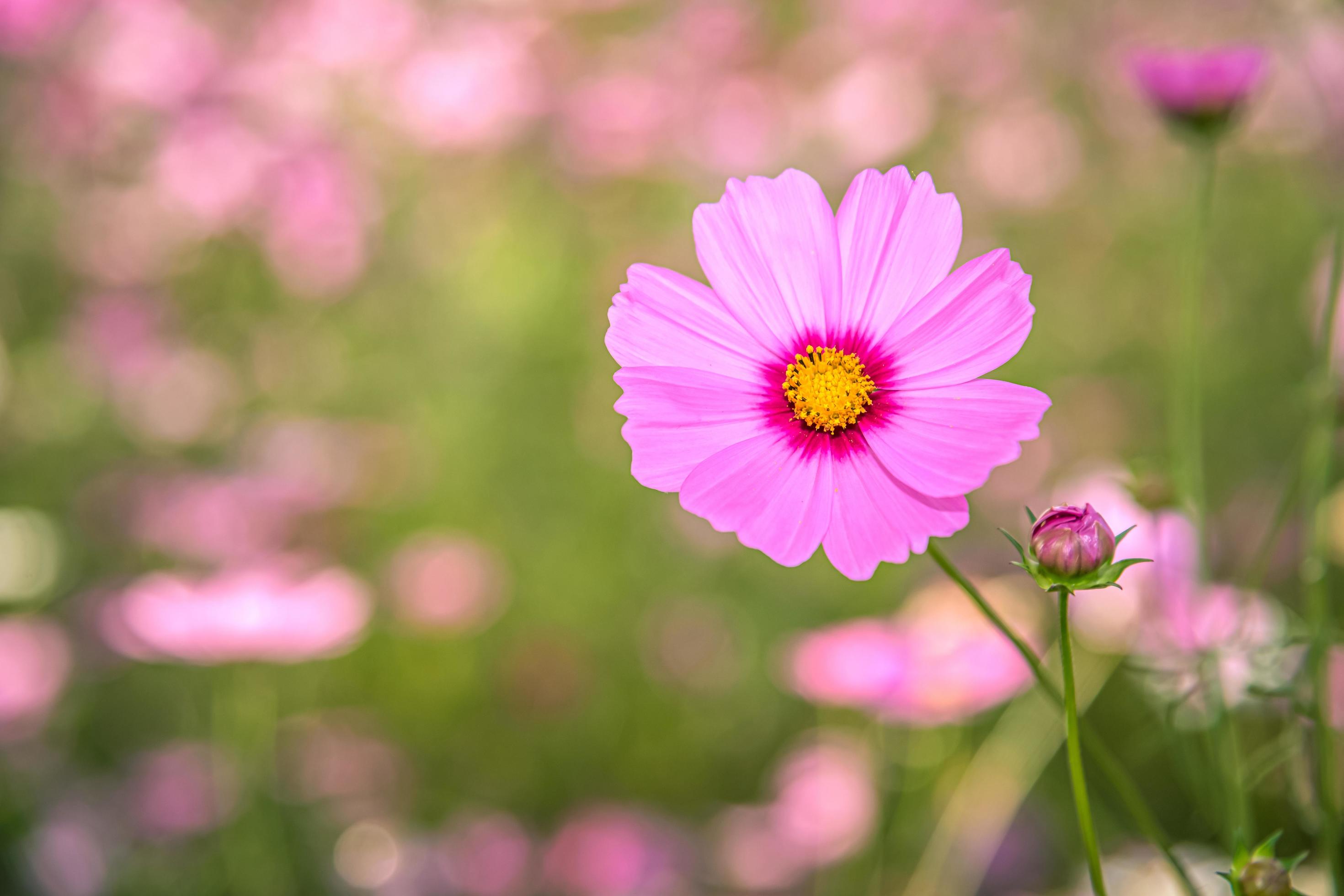 Cosmos flowers with soft natural background Stock Free