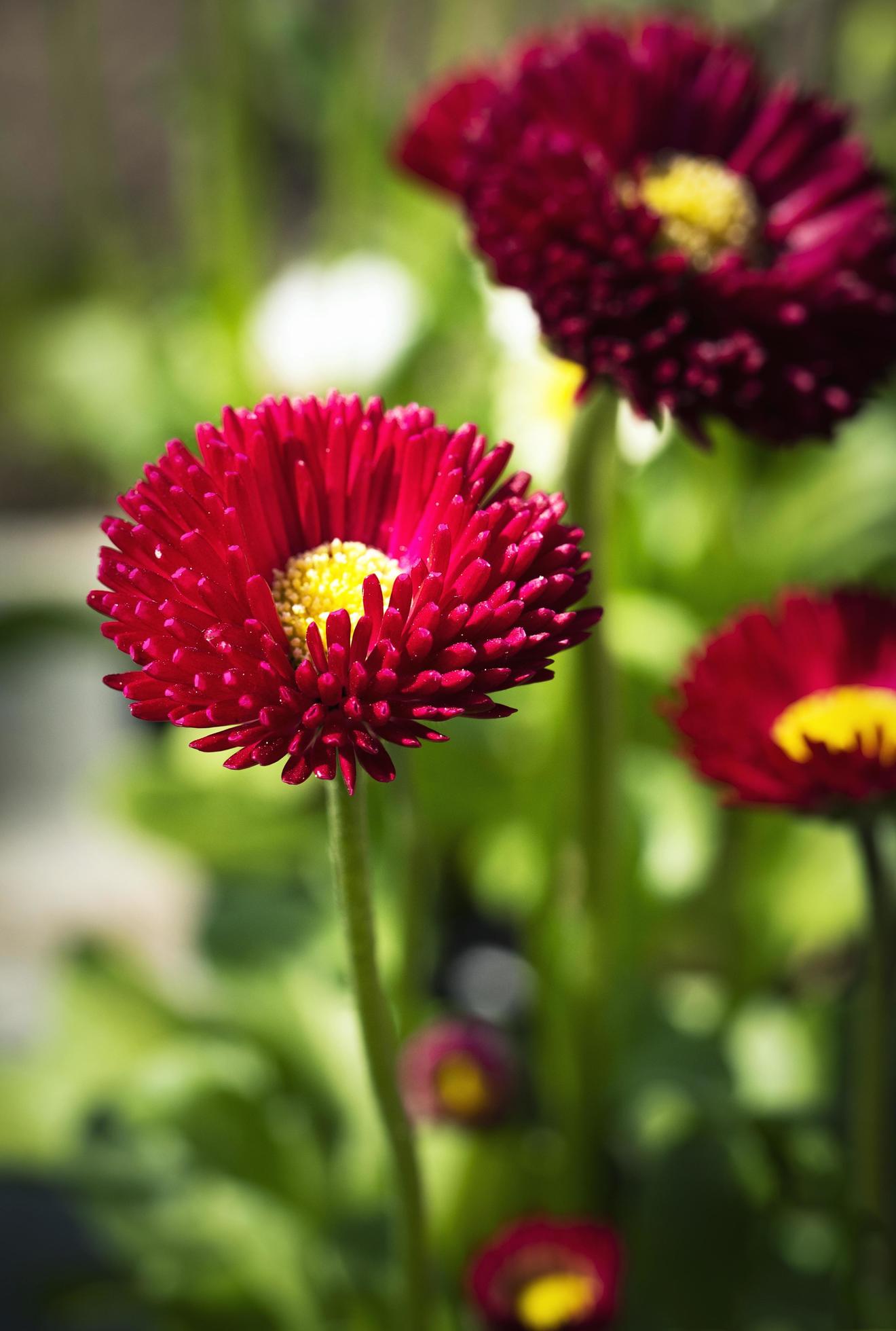 Red daisy flowers Stock Free