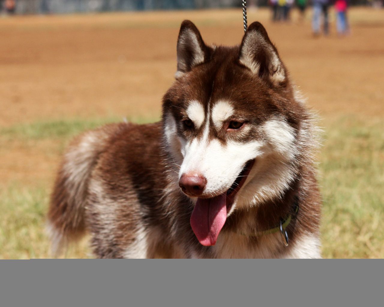 Siberian Husky Dog Stock Free