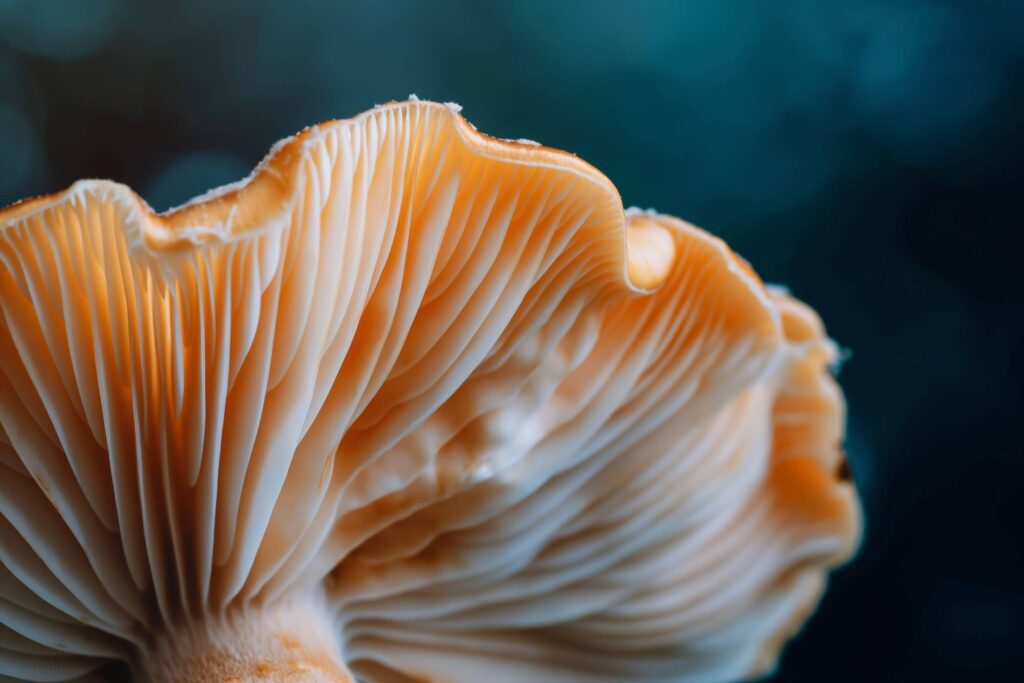 Macro Photo Mushroom from Below Stock Free