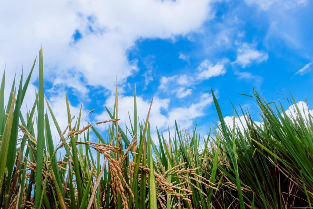 view of rice plants with a cloudy blue sky in the background Stock Free