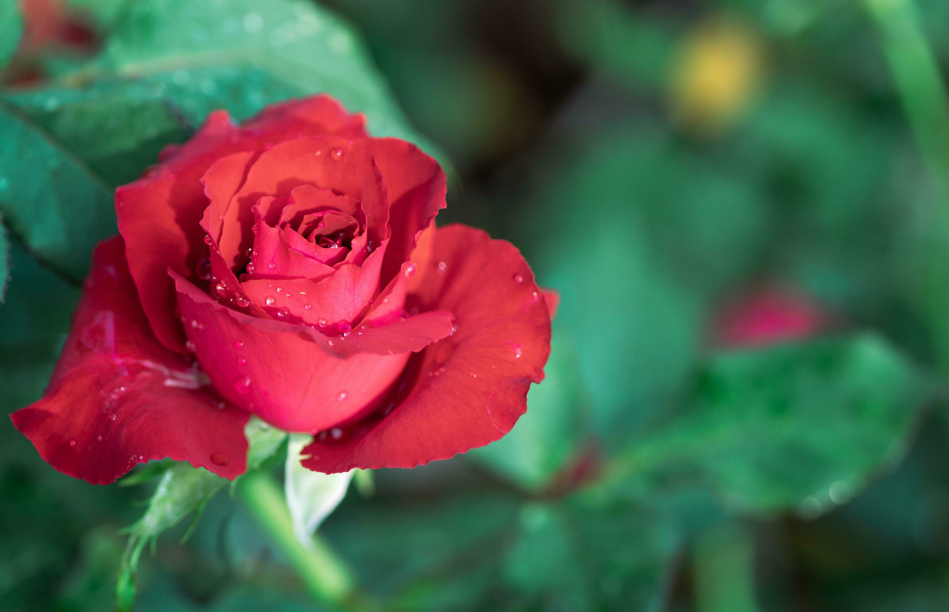 red roses on black background. Top view and copy space flower and love Stock Free