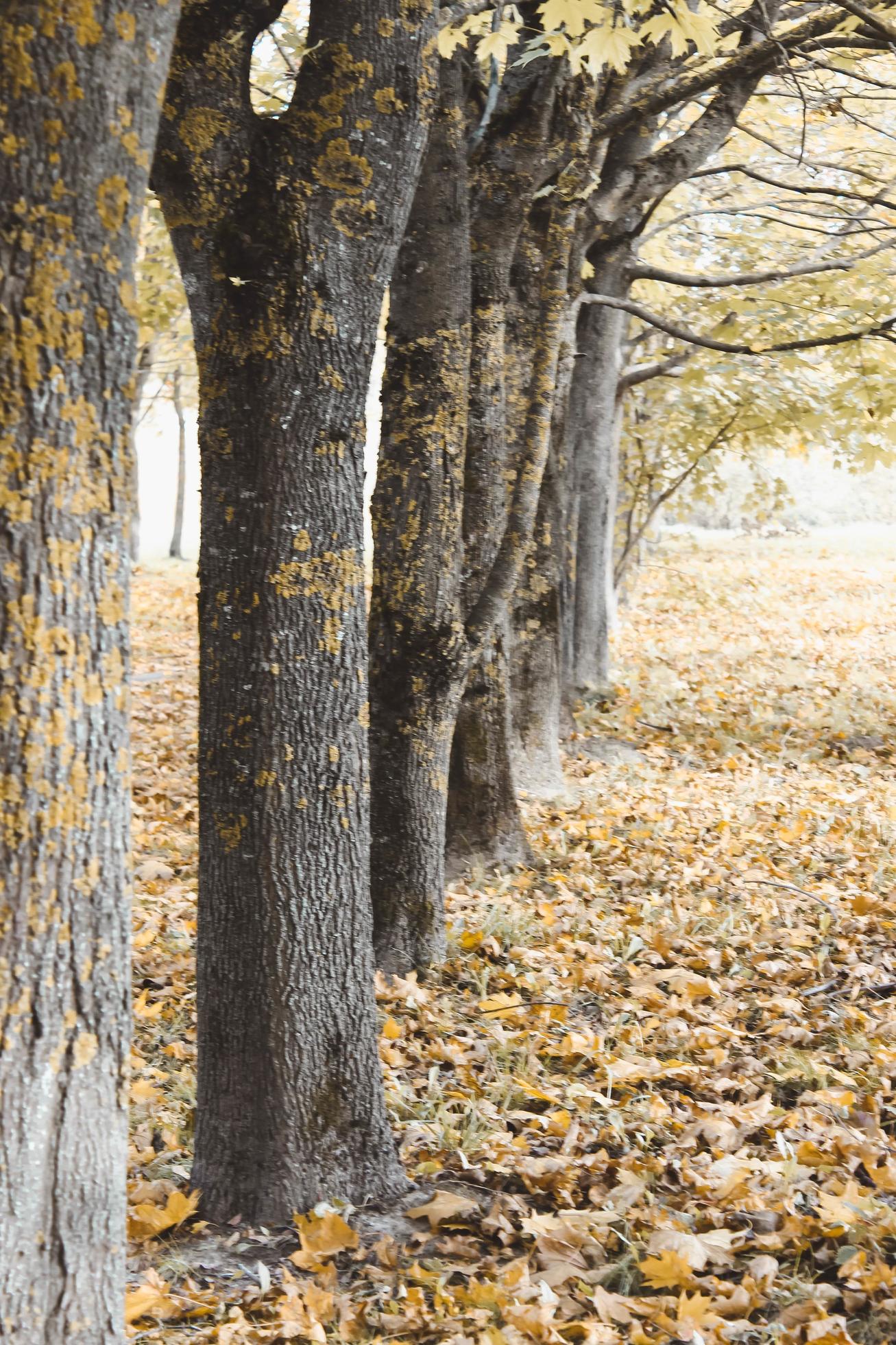 Trunks of old growing in a row maples in an autumn park with fallen leaves. Natural background, golden autumn Stock Free