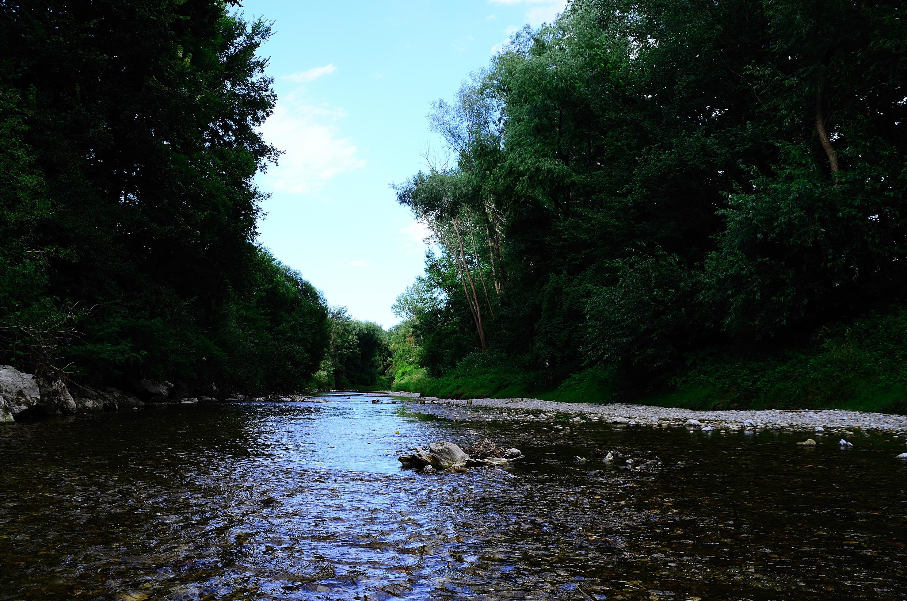 creek in green nature Stock Free