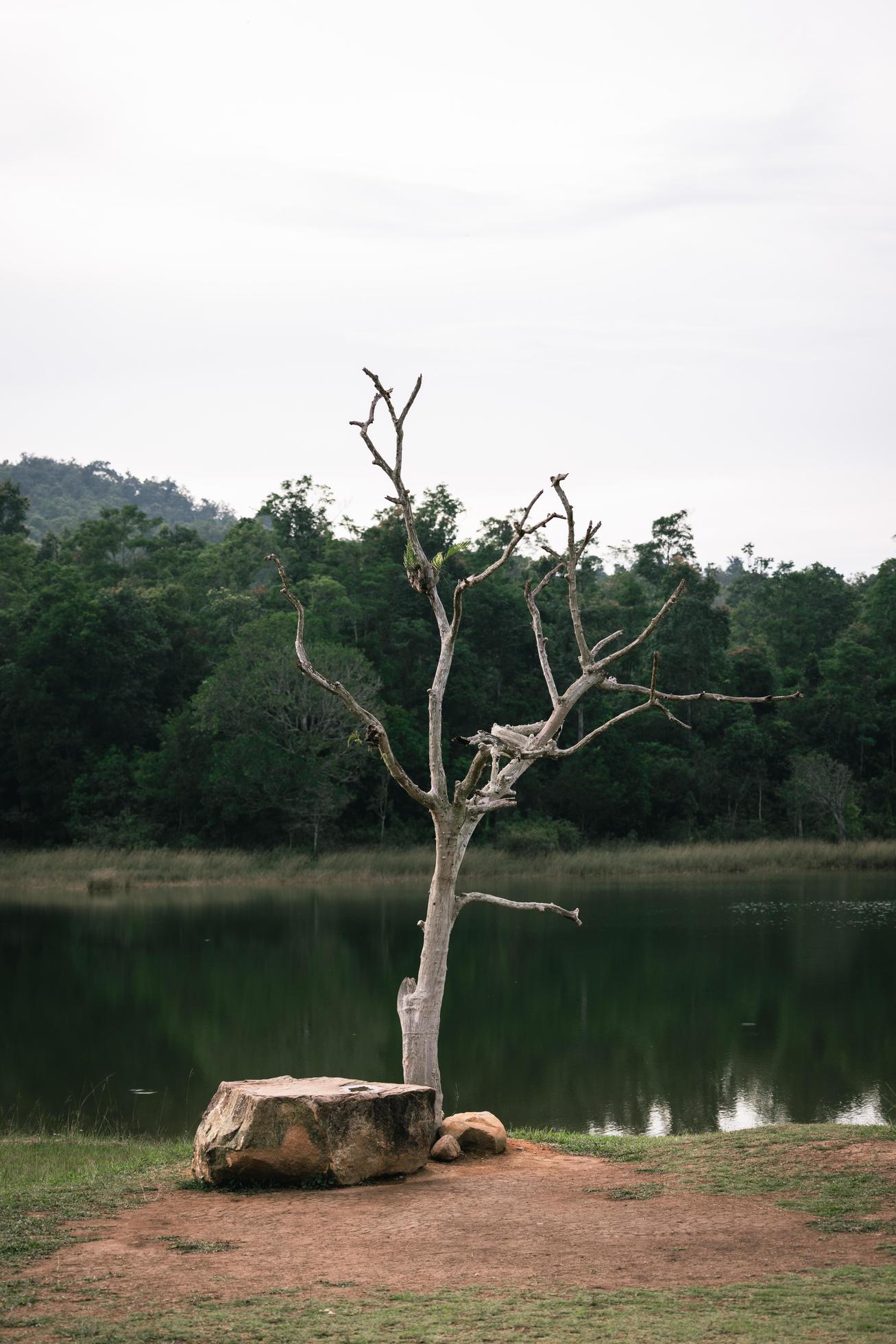 Beautiful nature, sky, trees, evening atmosphere at Khao Yai National Park, Thailand Stock Free