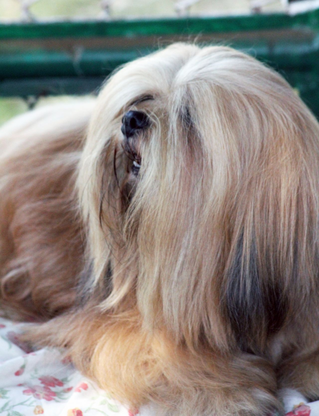 Lhasa Apso Stock Free