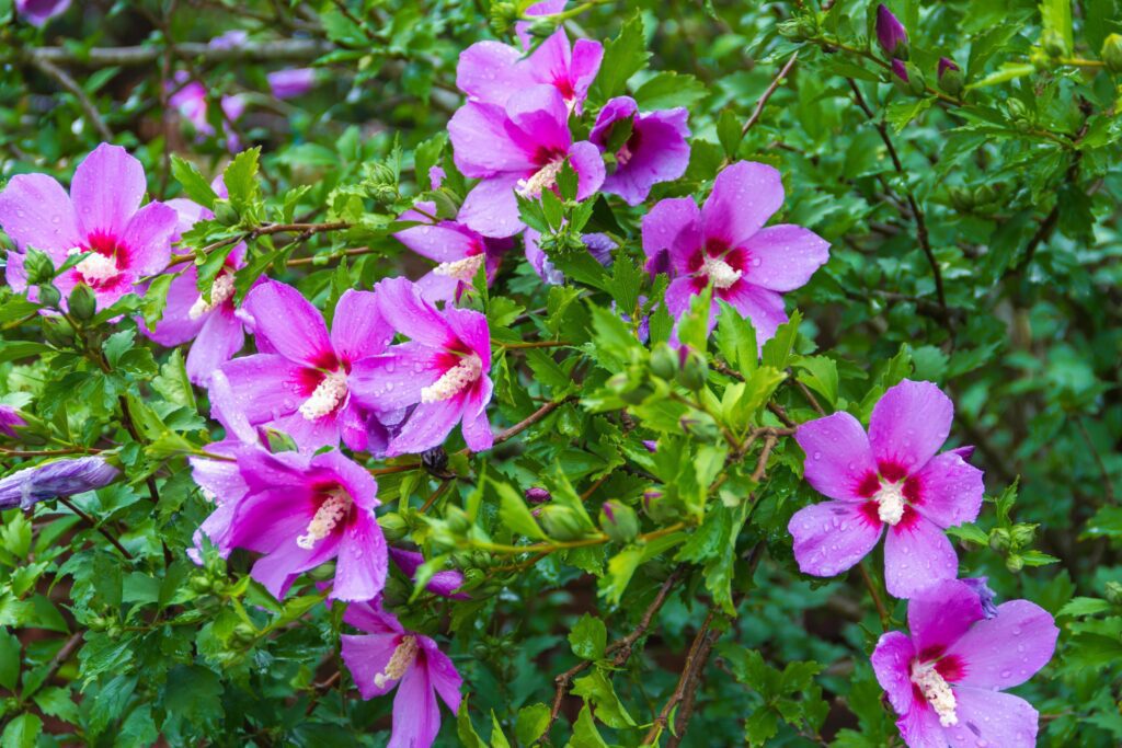 Hibiscus syriacus under the rain national flower of South Korea Stock Free