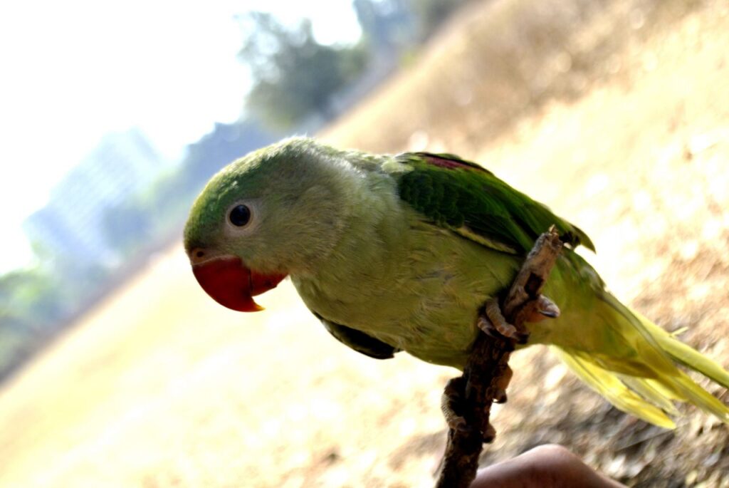 Green Parrot Branch Stock Free