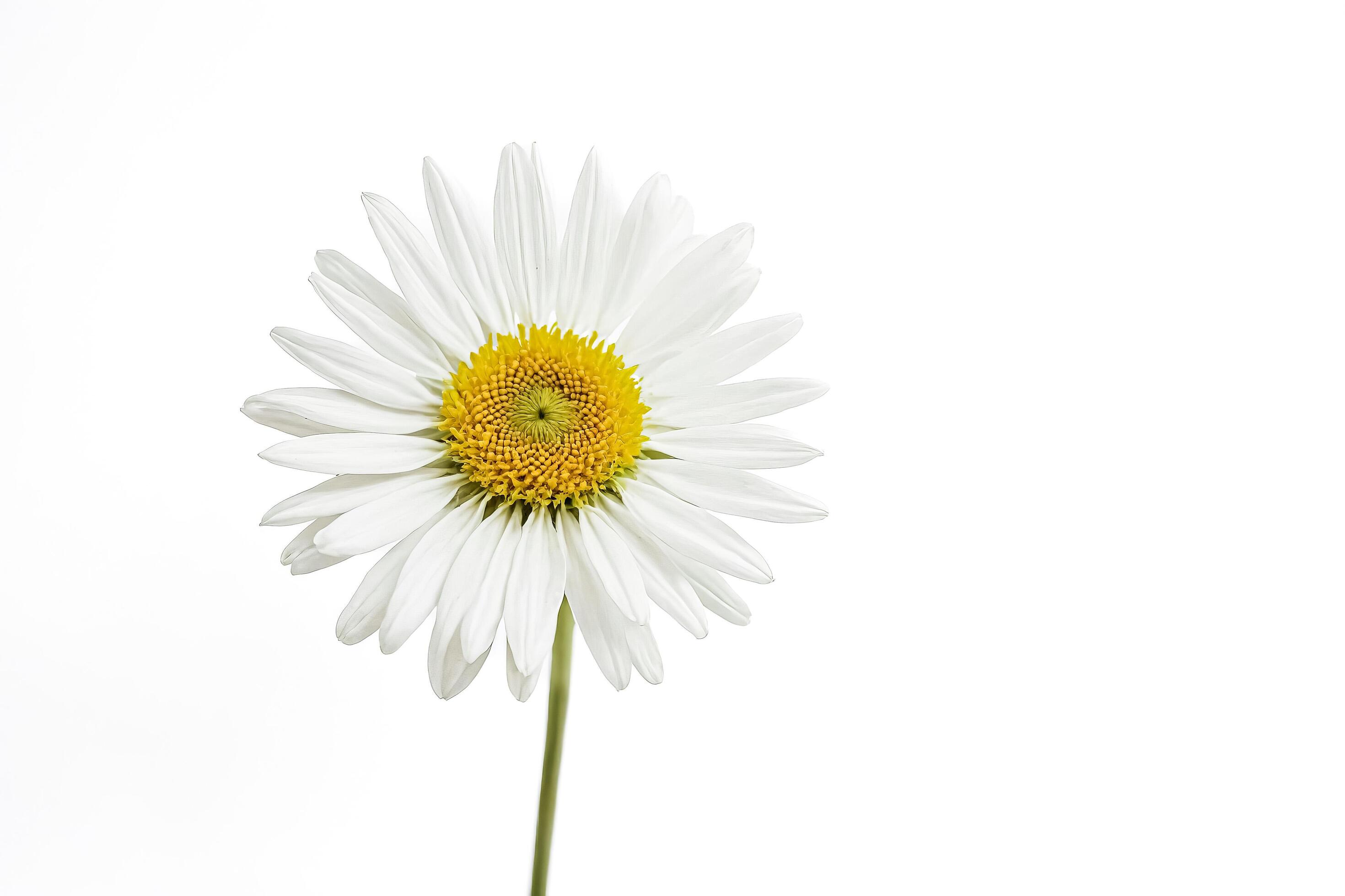 Single White Daisy on a White Background Stock Free