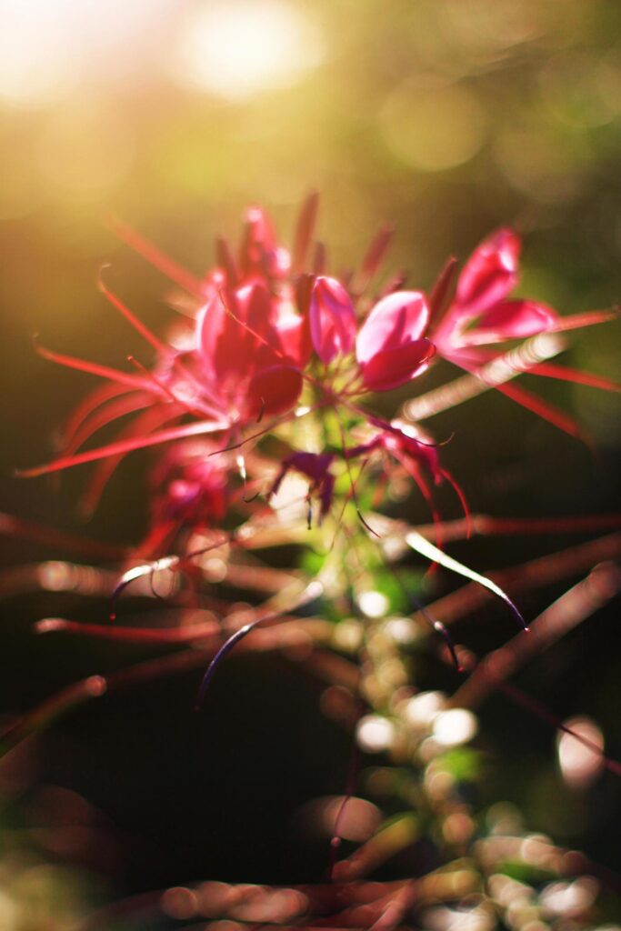 Beautiful blooming pink Cleome Spinosa Linn. or Spider flowers field in natural sunlight. Stock Free