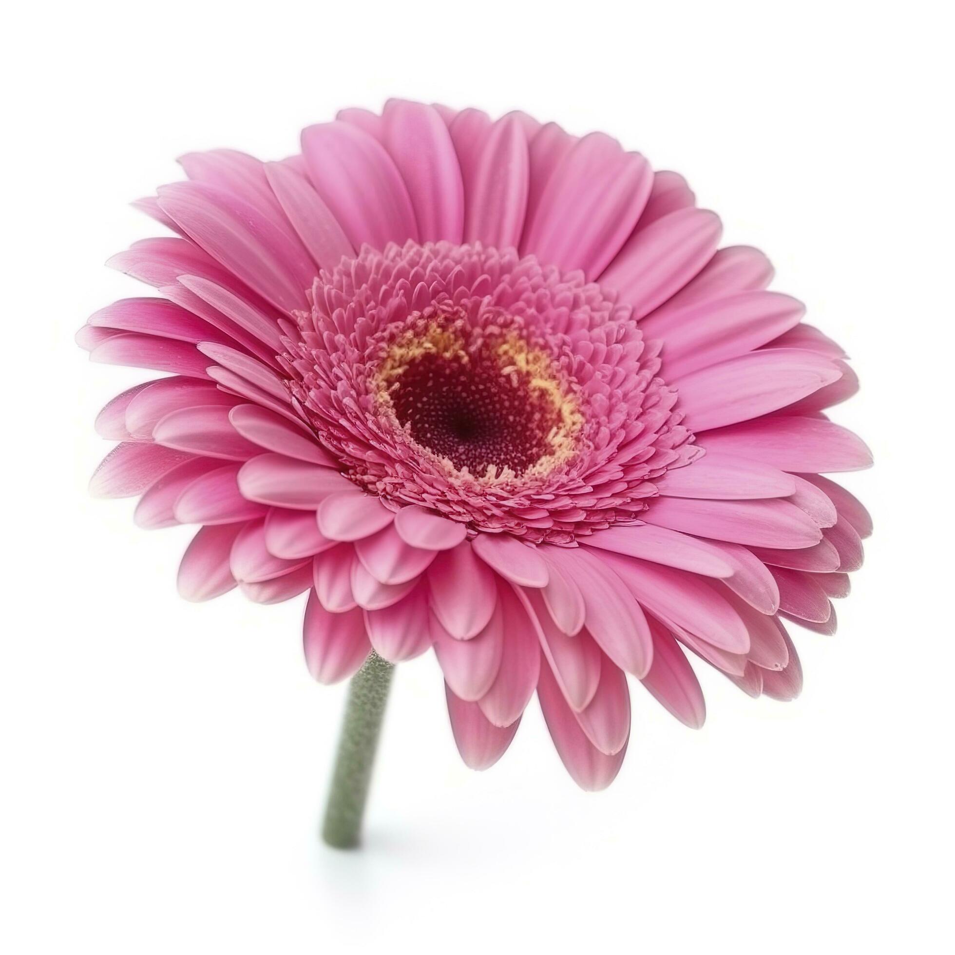 Pink gerbera flower isolated on white background, generate ai Stock Free