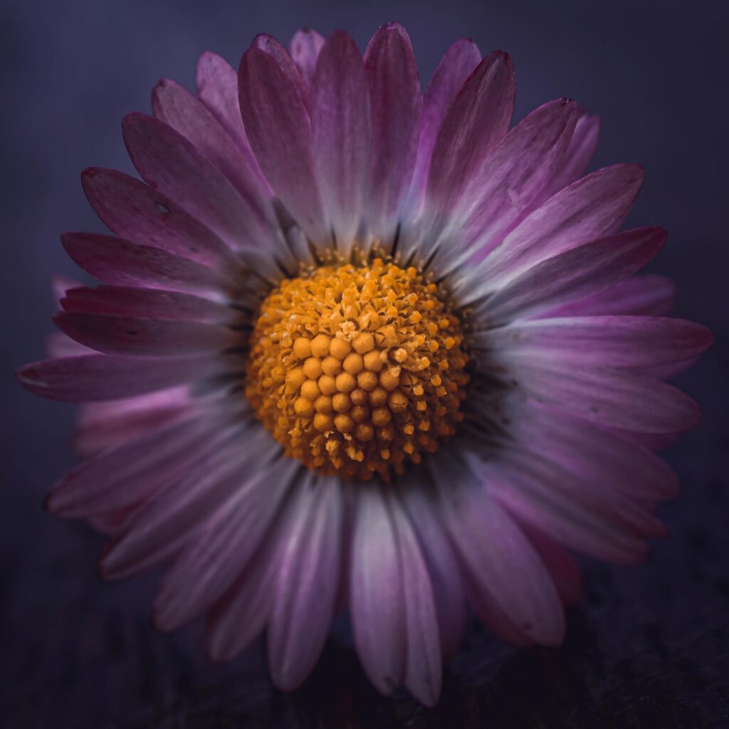 romantic daisy flower in spring season Stock Free