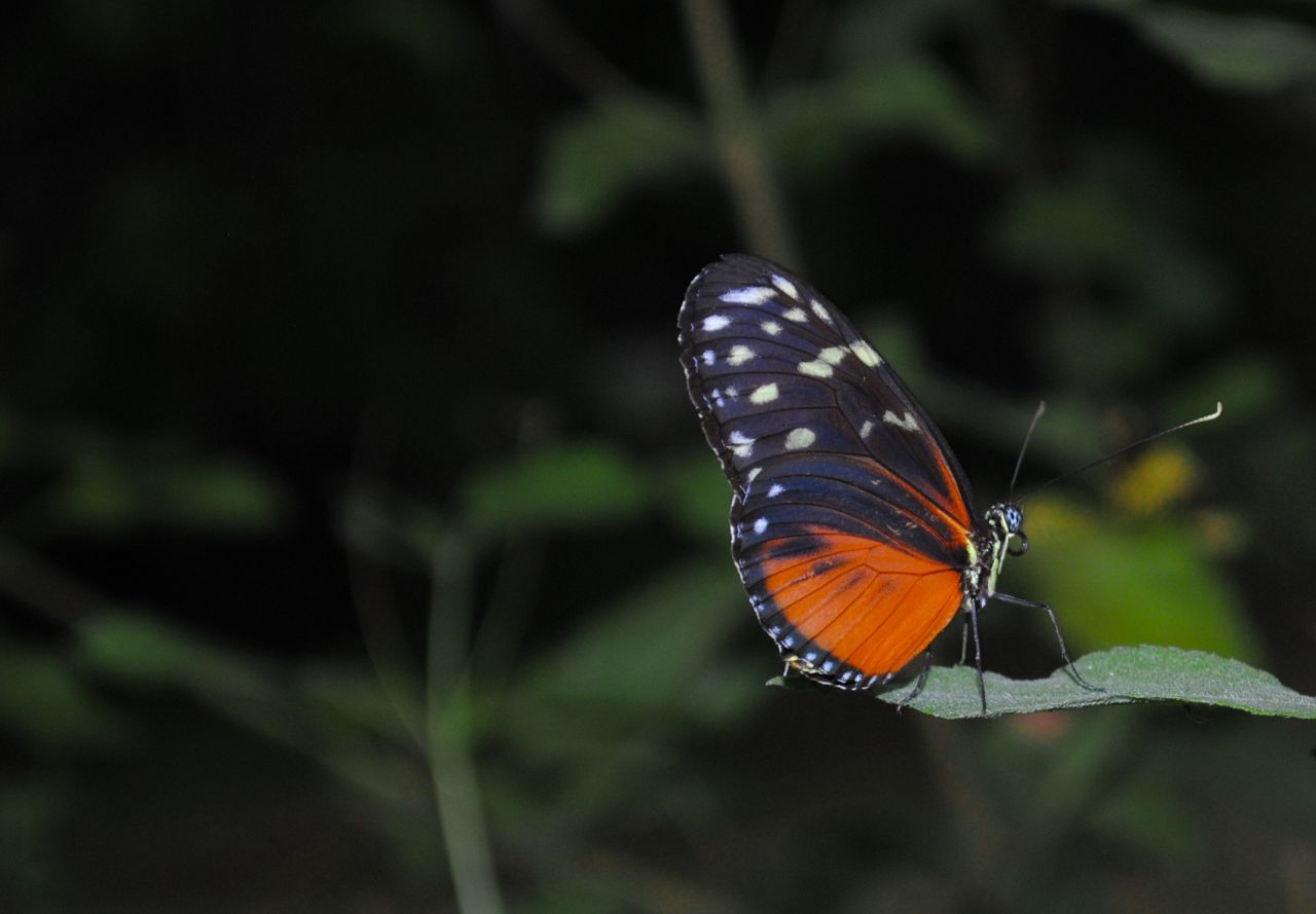 Orange butterfly sitting on a leaf Stock Free