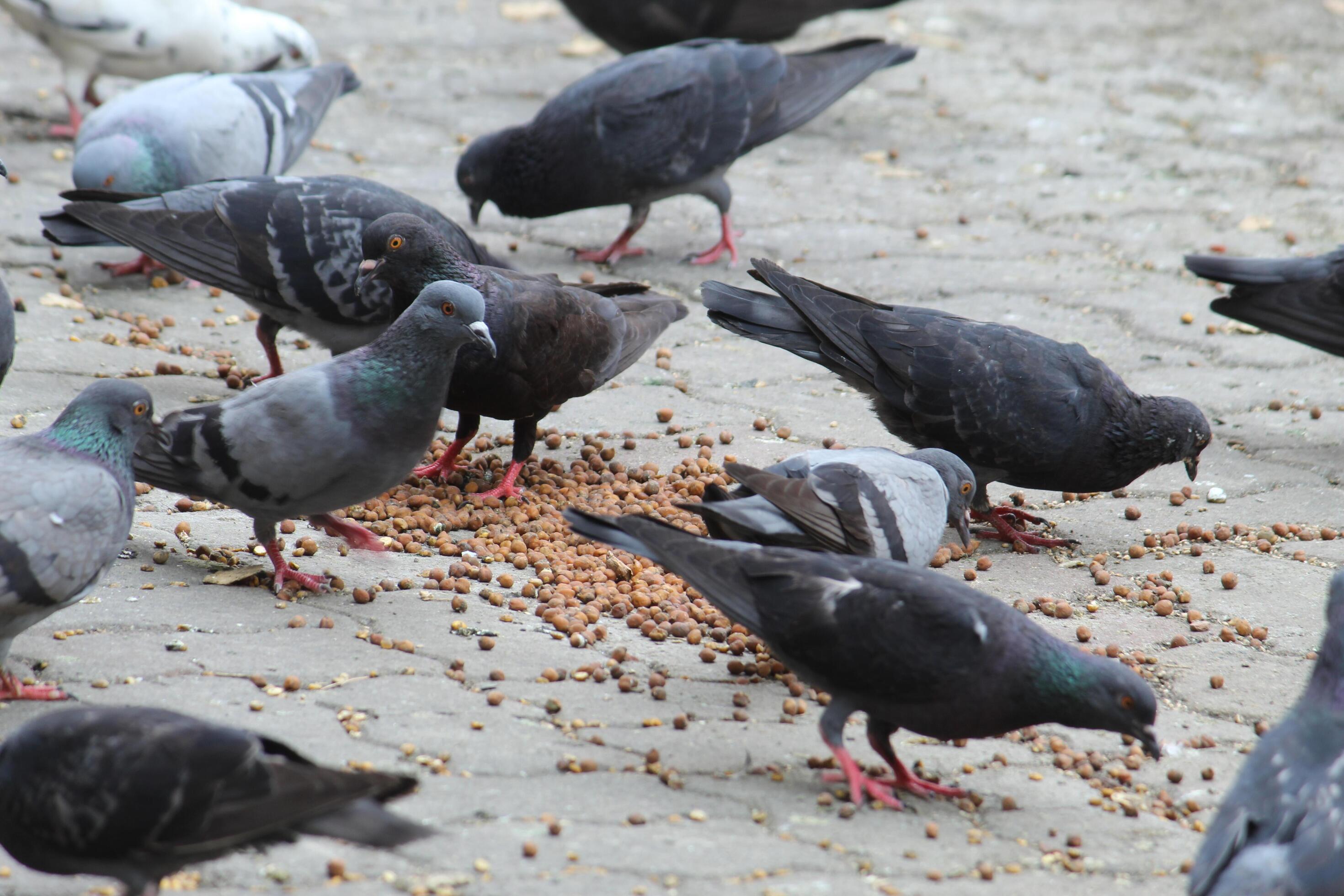 Common Indian Pigeon display on local street. Bird feeding on open and empty road. Beautiful Bird background. Stock Free