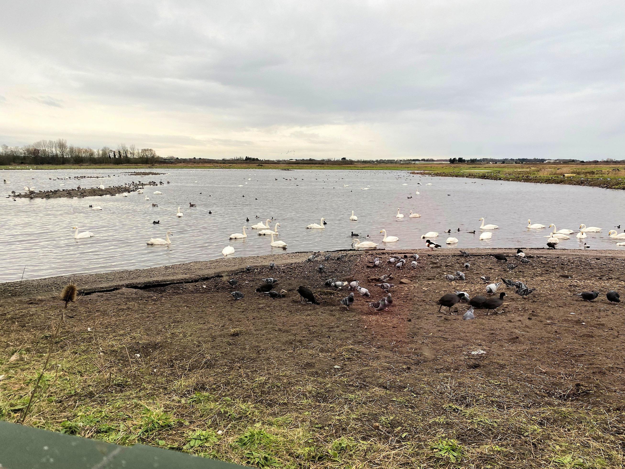 A view of some birds at Martin Mere Nature Reserve Stock Free