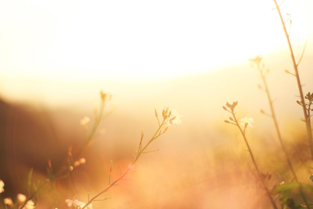 Beautiful bloming white wild flowers fields in springtime and natural sunlight shining on mountain. Stock Free