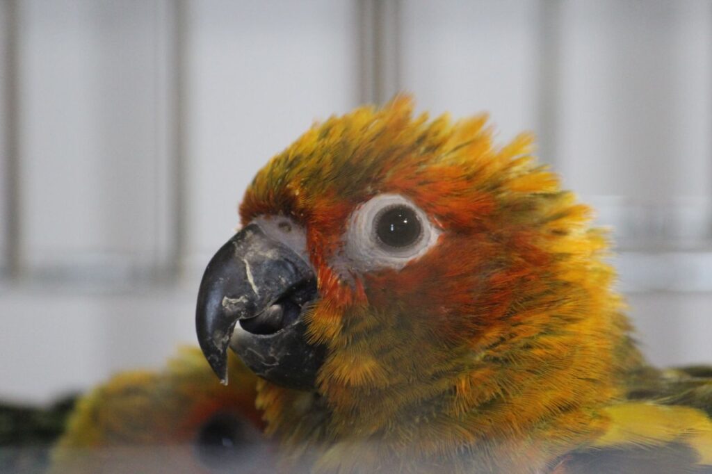 Bird In Cage Colorful Stock Free