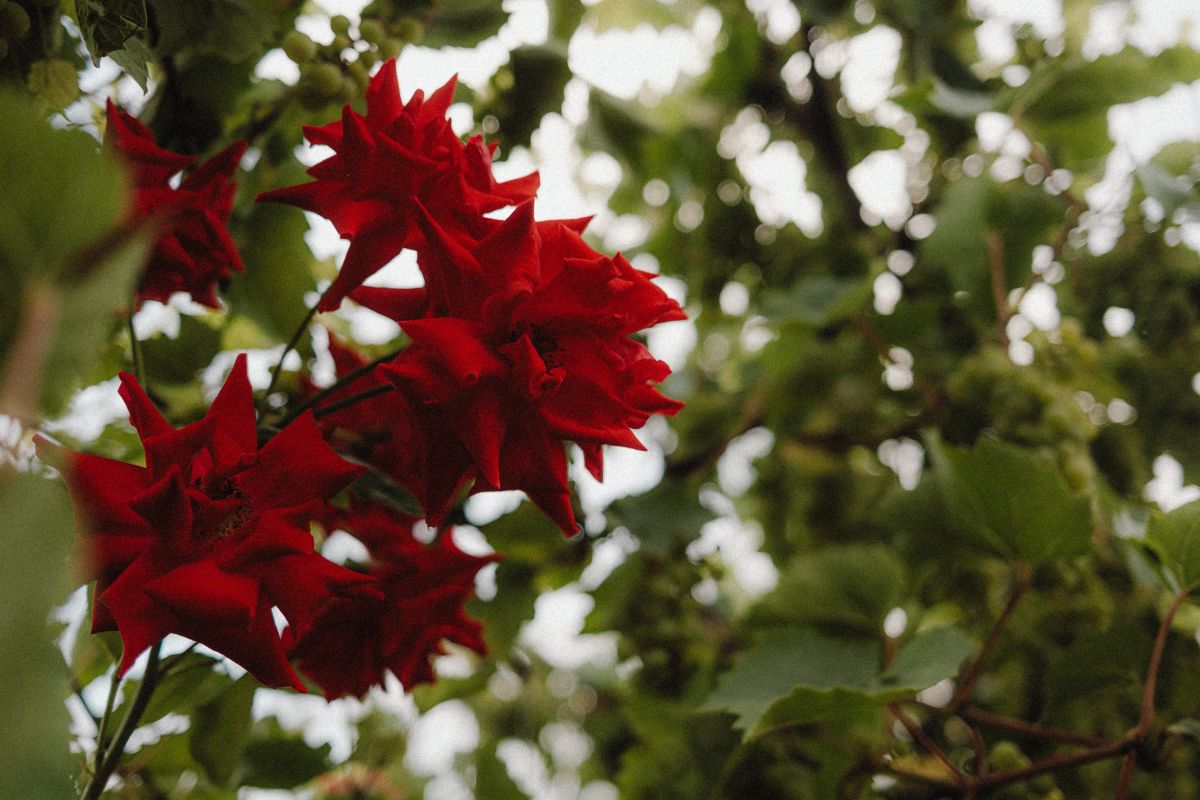 Nature’s Charm: Colors and Shapes of the Garden Stock Free