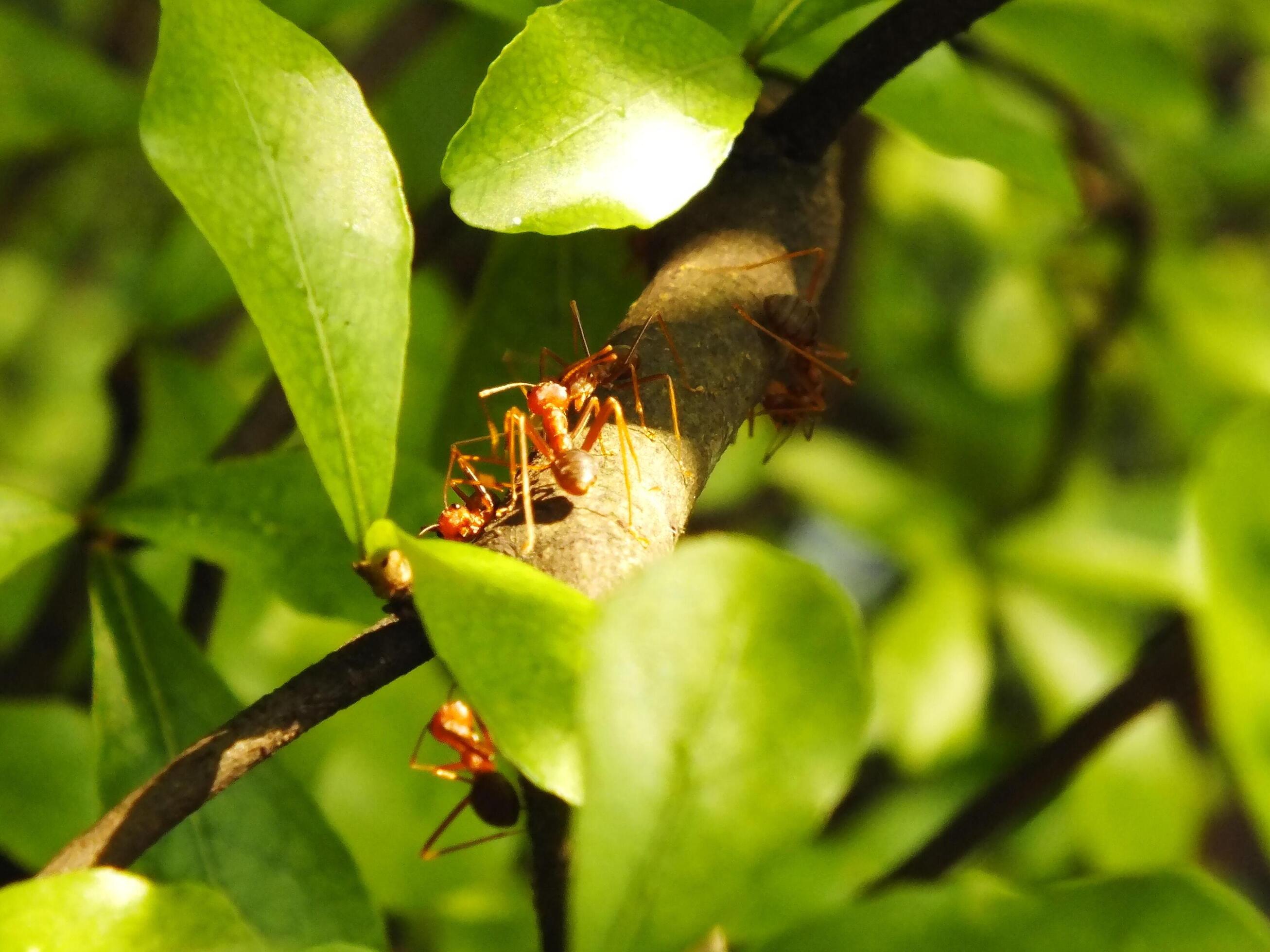 Selective focus of a red weaver ants colony walking on tree branch with nature background Stock Free