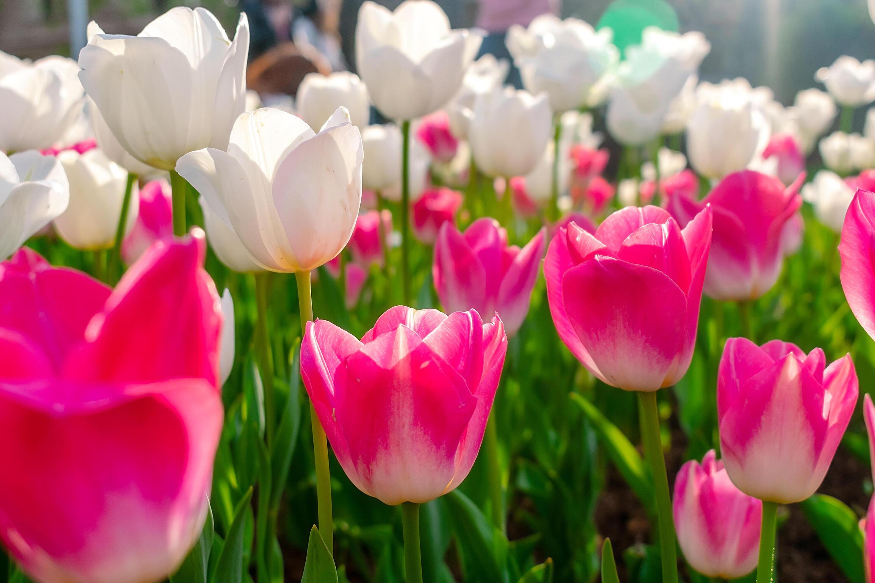 Background of many bright pink tulips. Floral background from a carpet of bright pink tulips. Stock Free