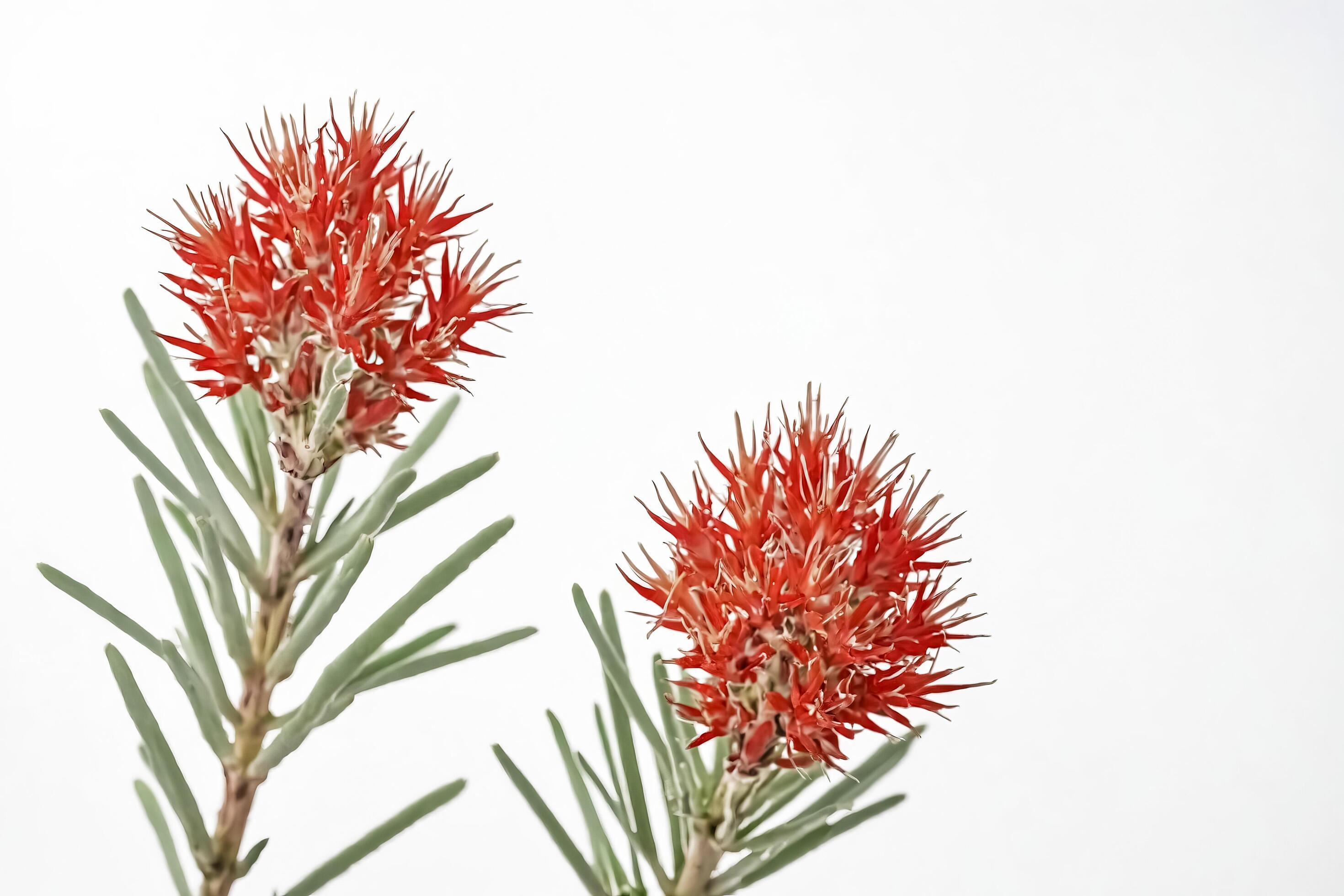 Red Flower with Green Stems on White Background Stock Free