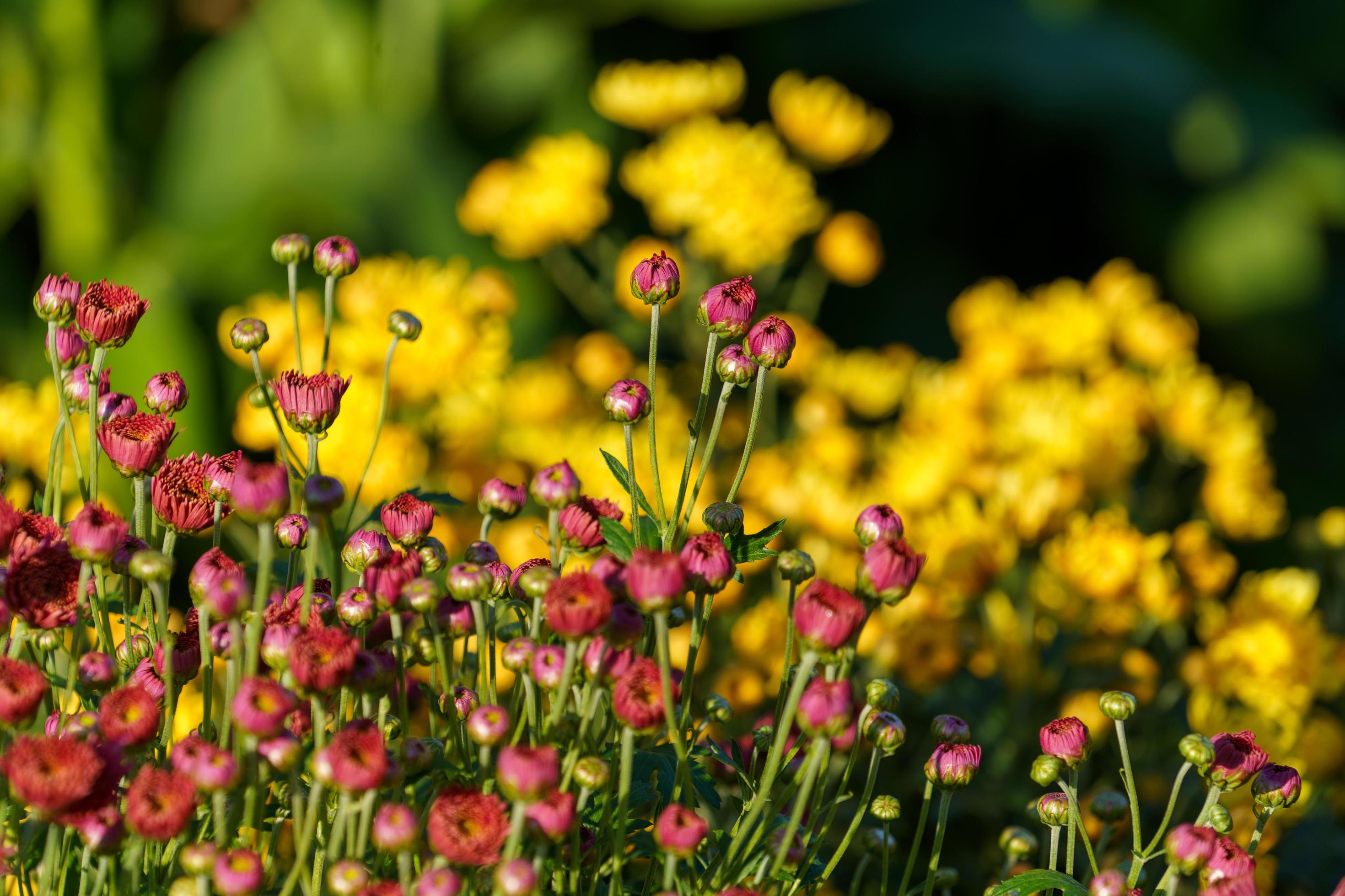 Close-up of beautiful multicolored flowers on a blurry background Stock Free