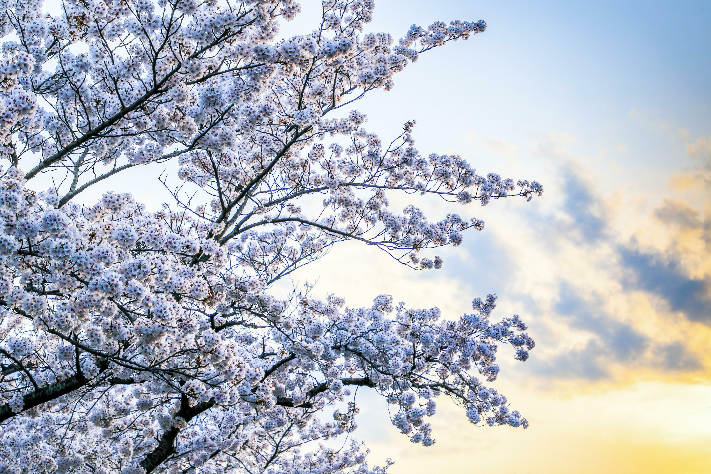 Beautiful cherry blossoms. sakura flowers in japan. Travel spring time. Stock Free