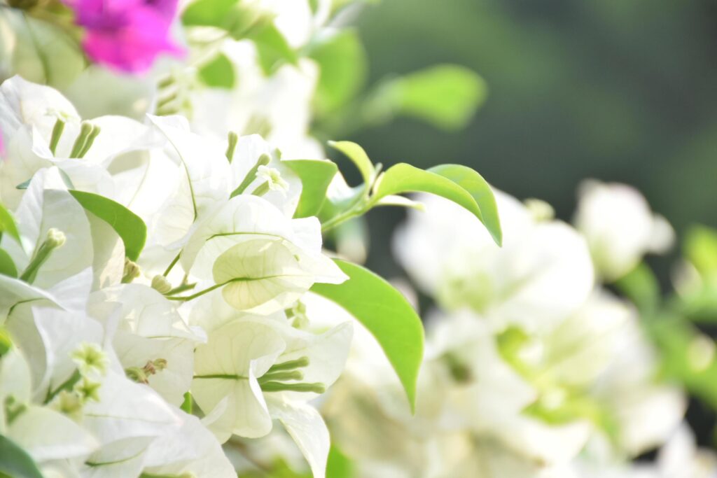 Bougainvillea flower in the morning with blurred background Stock Free