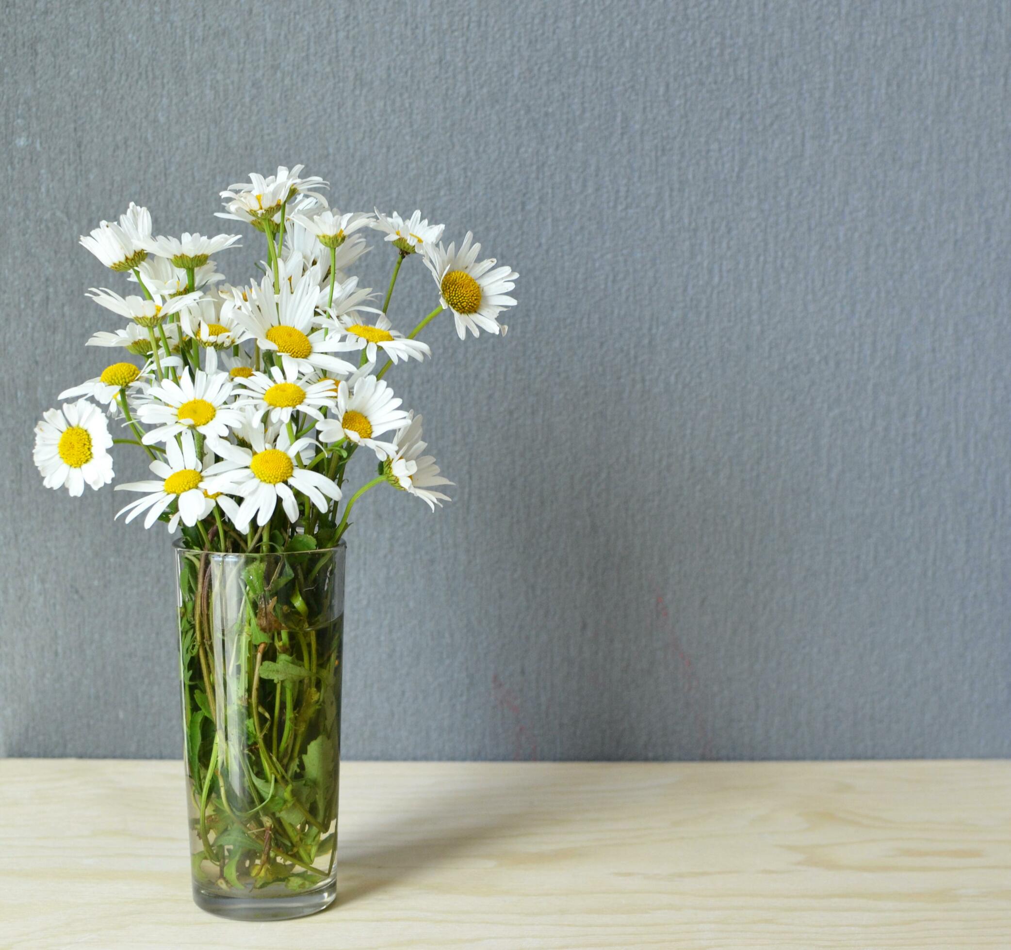 white flowers for the background Stock Free