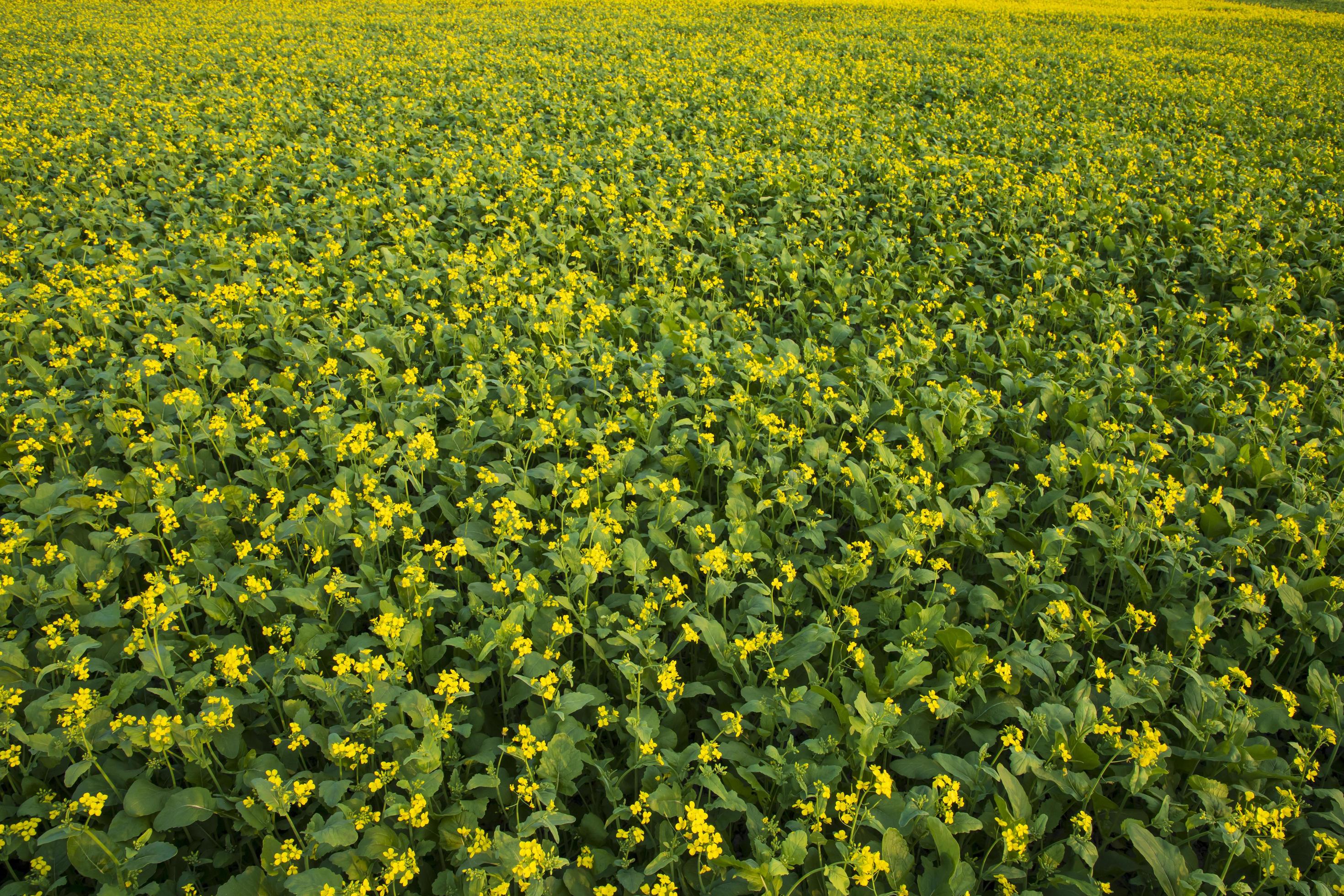 Beautiful Yellow Blooming rapeseed flower in the field natural Landscape view Stock Free