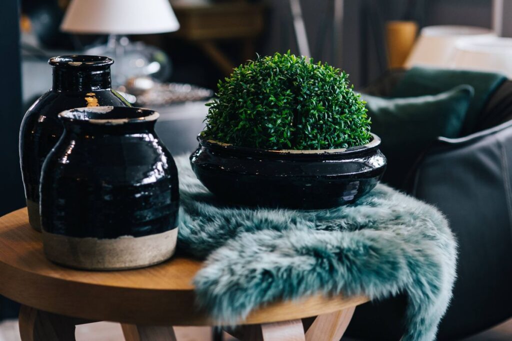 Green plant with black pots and a soft cyan rug Stock Free