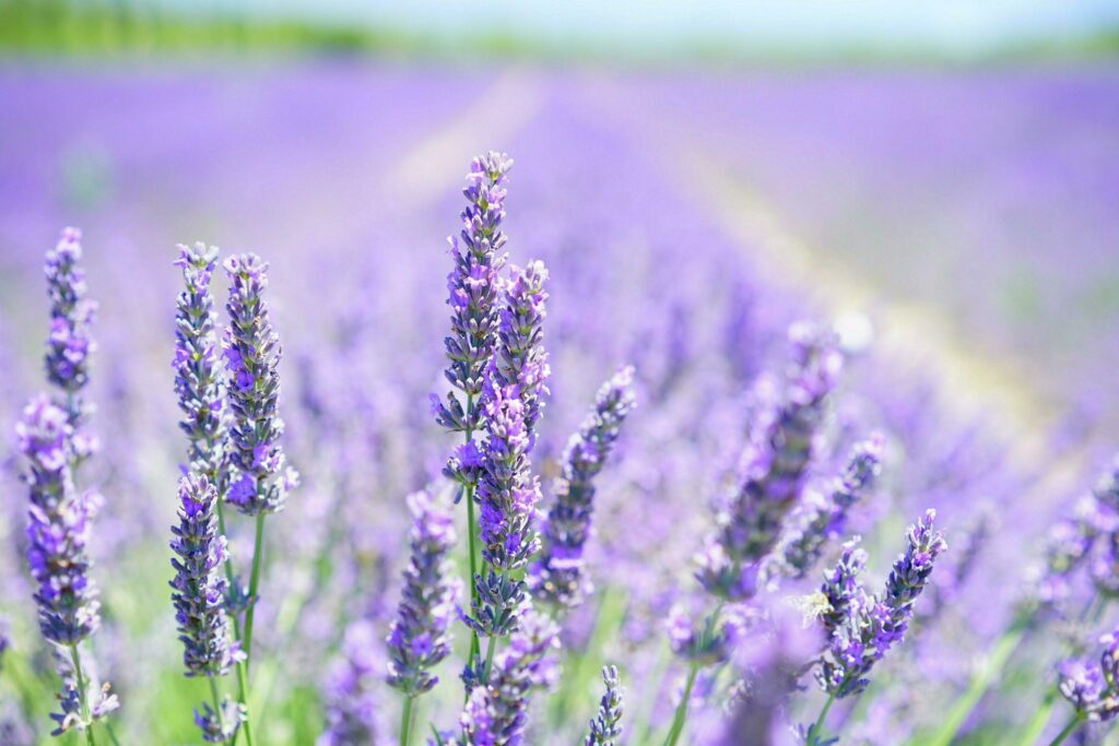 Lavender, Flowers, Field image Stock Free