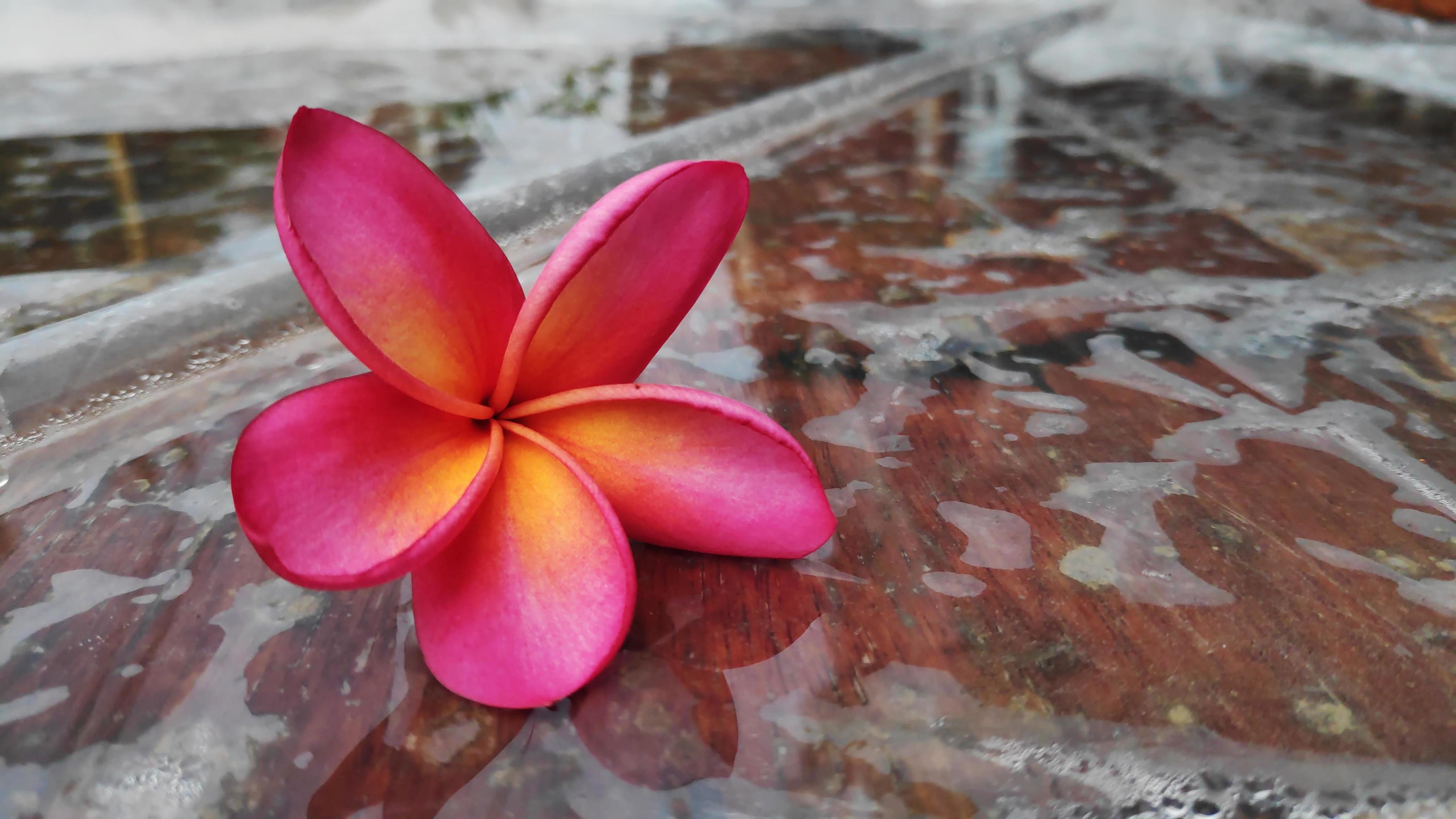 Frangipani Flower -Frangipani flower blooms with a blur background, pink frangipani flowers Stock Free