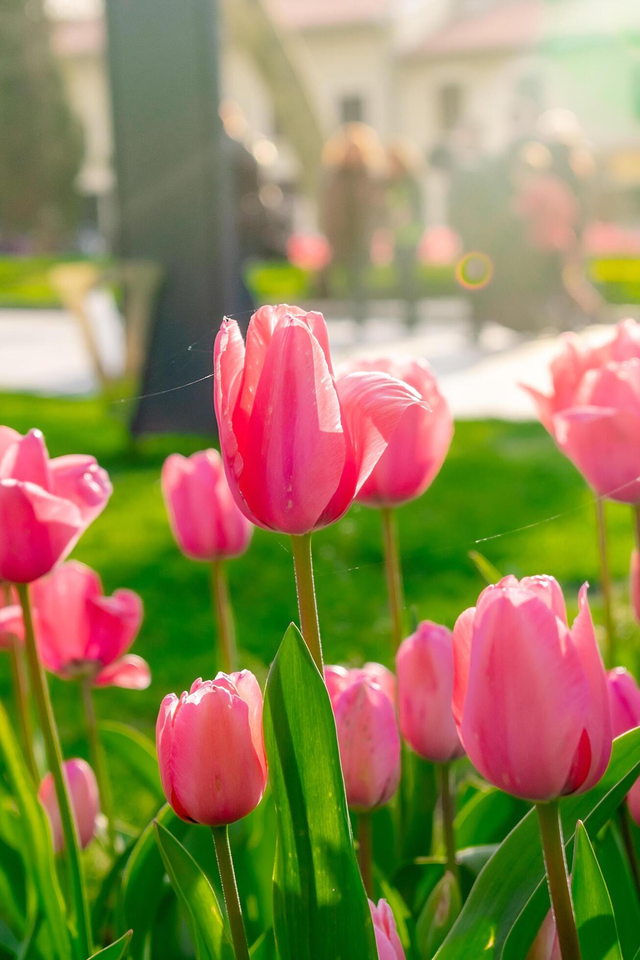 Background of many bright pink tulips. Floral background from a carpet of bright pink tulips. Stock Free