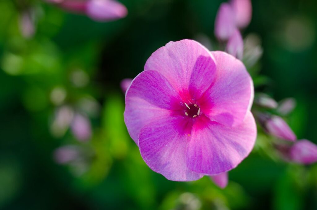 Pink flower Stock Free