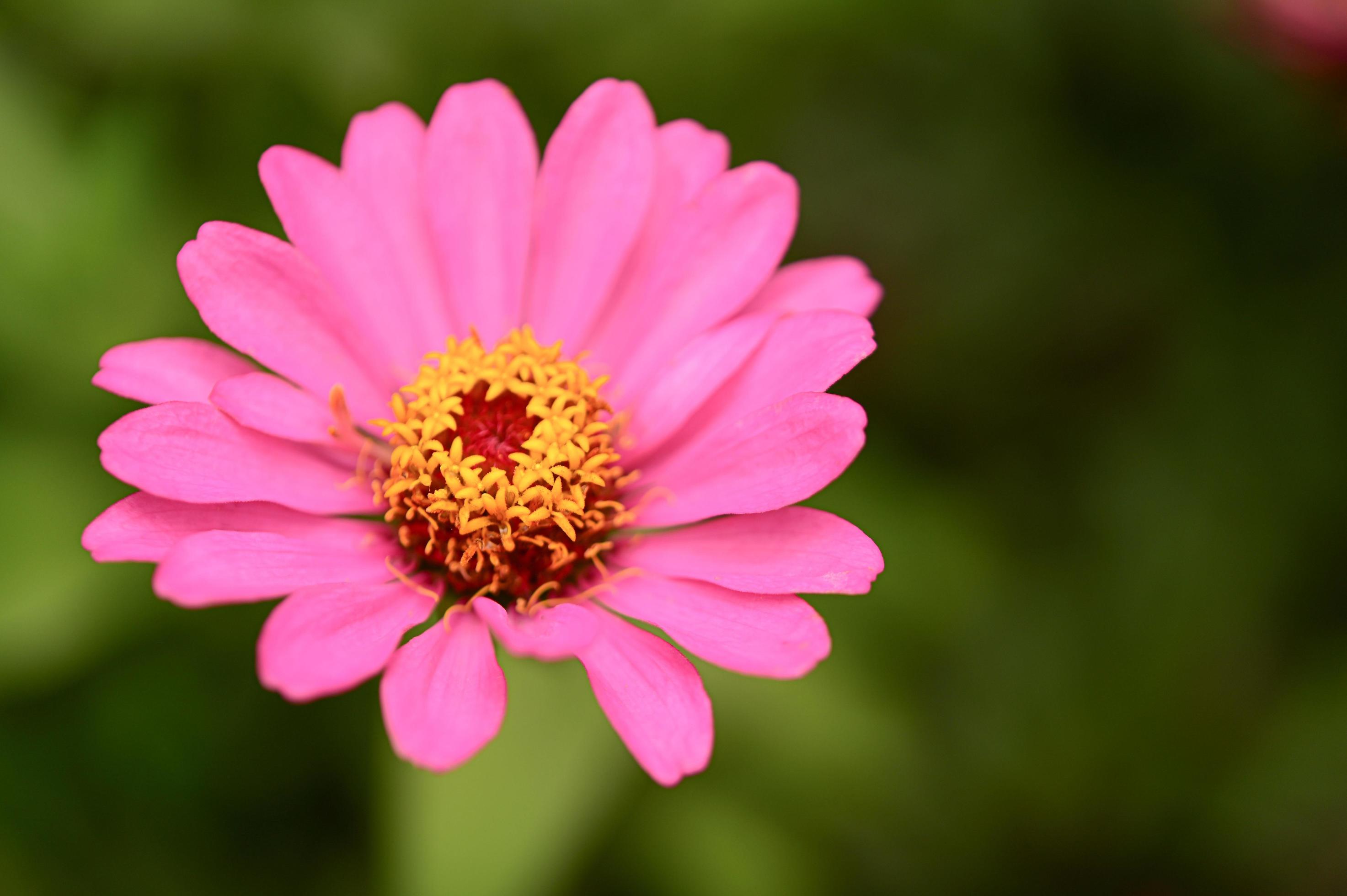 Zinnia flowers,colorful flowers, tropical flowers, Thai flowers, close up shot. Stock Free