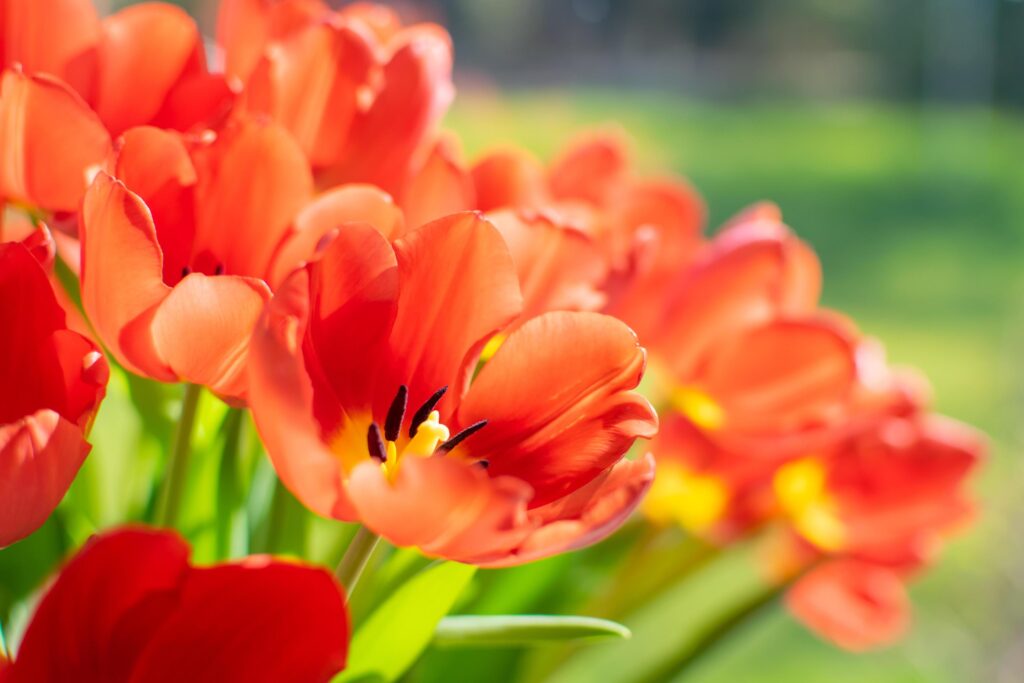 Bunch of red tulip flowers blooming against sunlight Stock Free