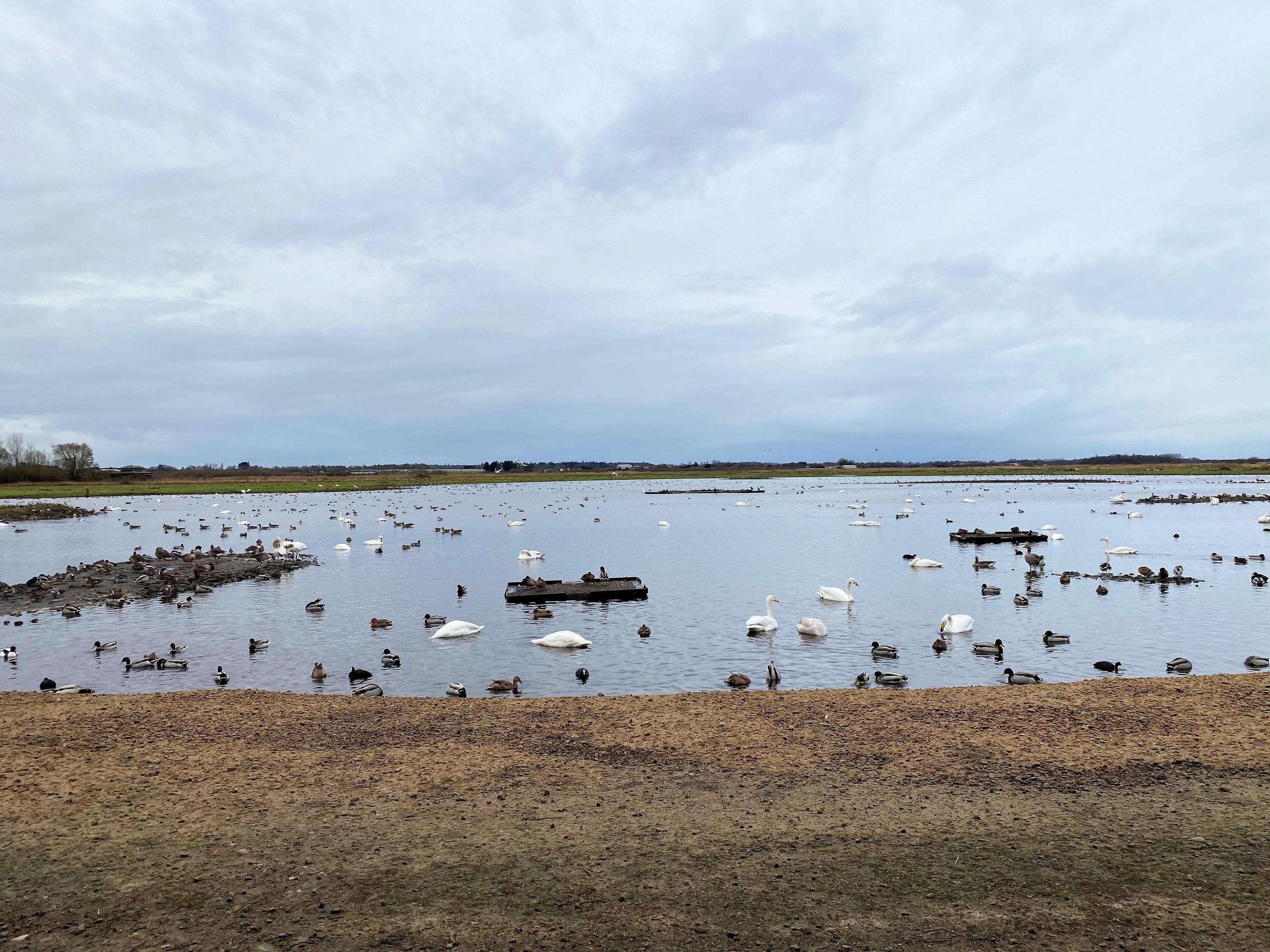 A view of some birds at Martin Mere Nature Reserve Stock Free