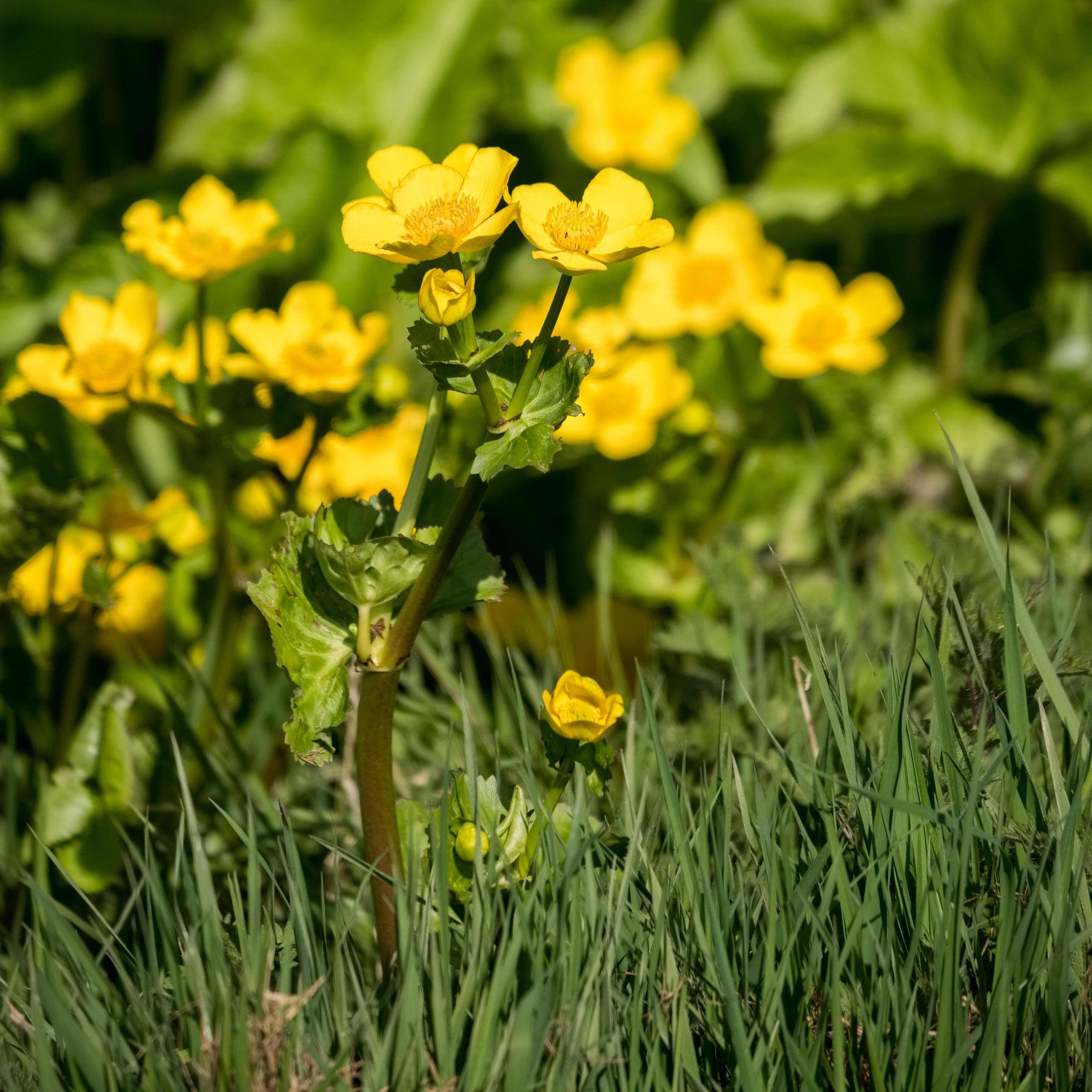 Marsh Marigold Flowering in Springtime Stock Free