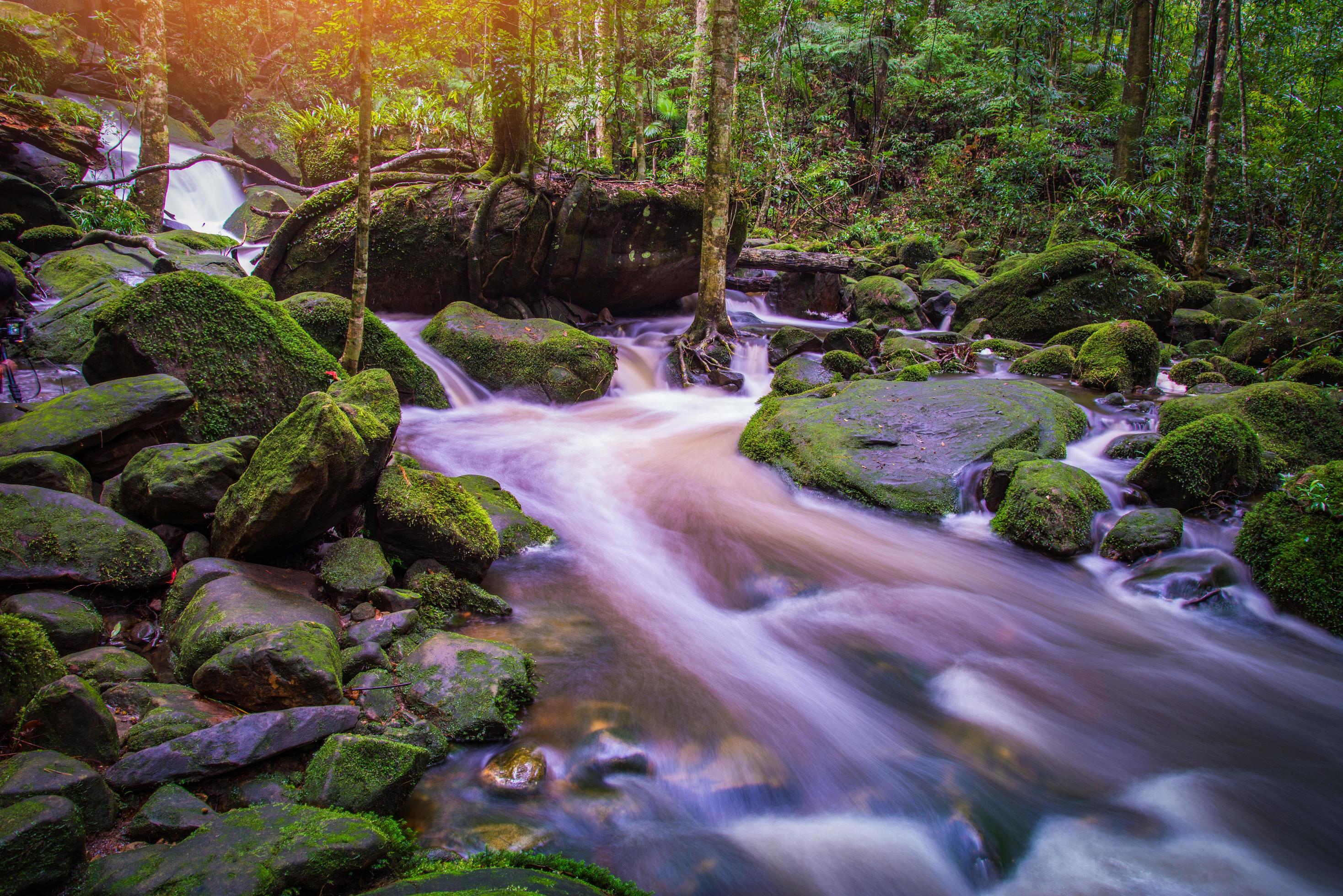 Mountain river stream waterfall green forest Landscape nature plant tree rainforest jungle with rock and green mos Stock Free