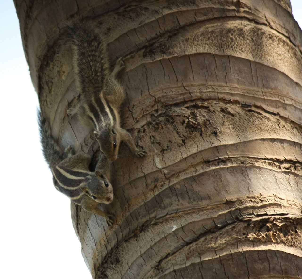 Two Squirrels Tree Stock Free