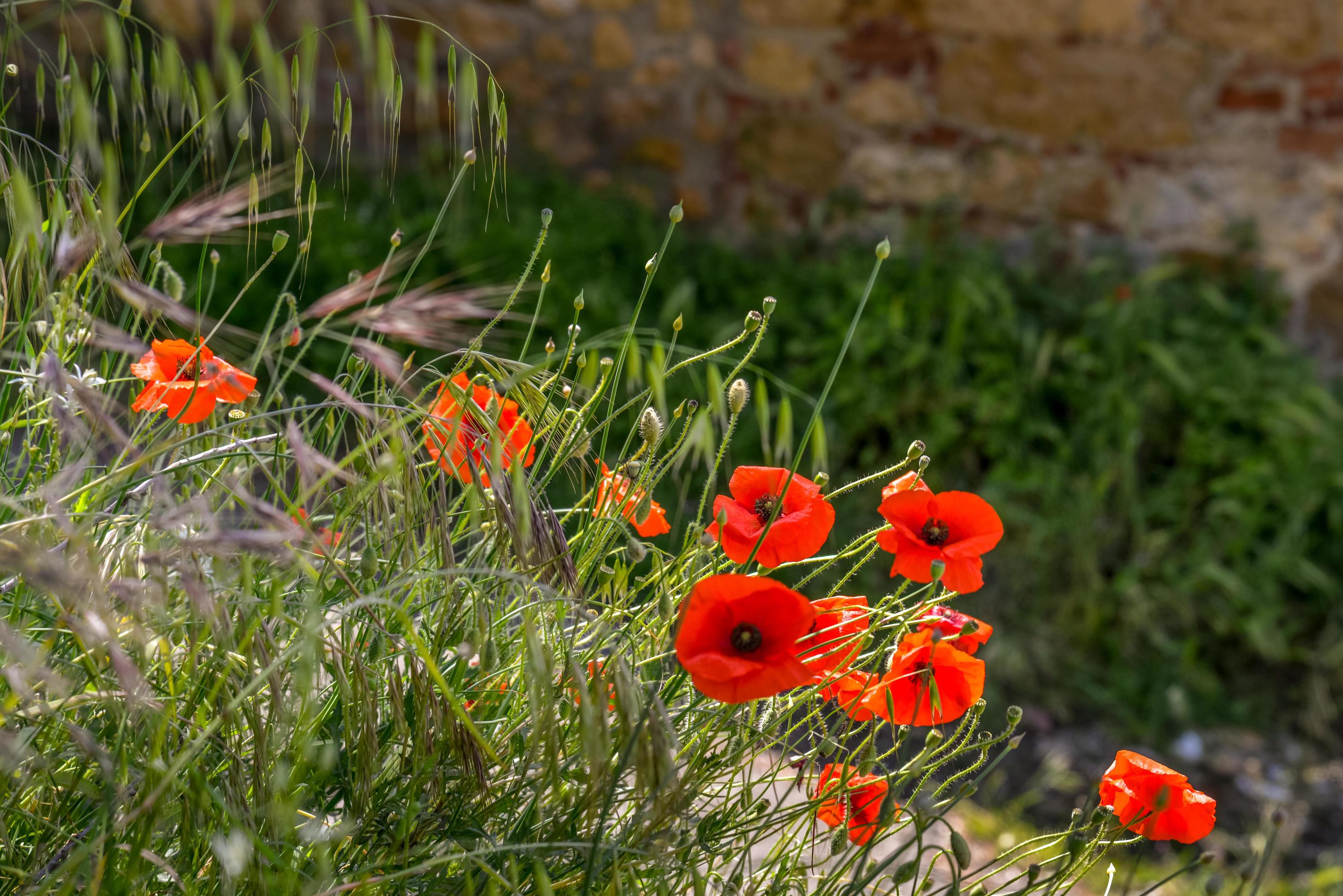 Poppies flowering along the roadside in Val d’Orcia Tuscany Stock Free