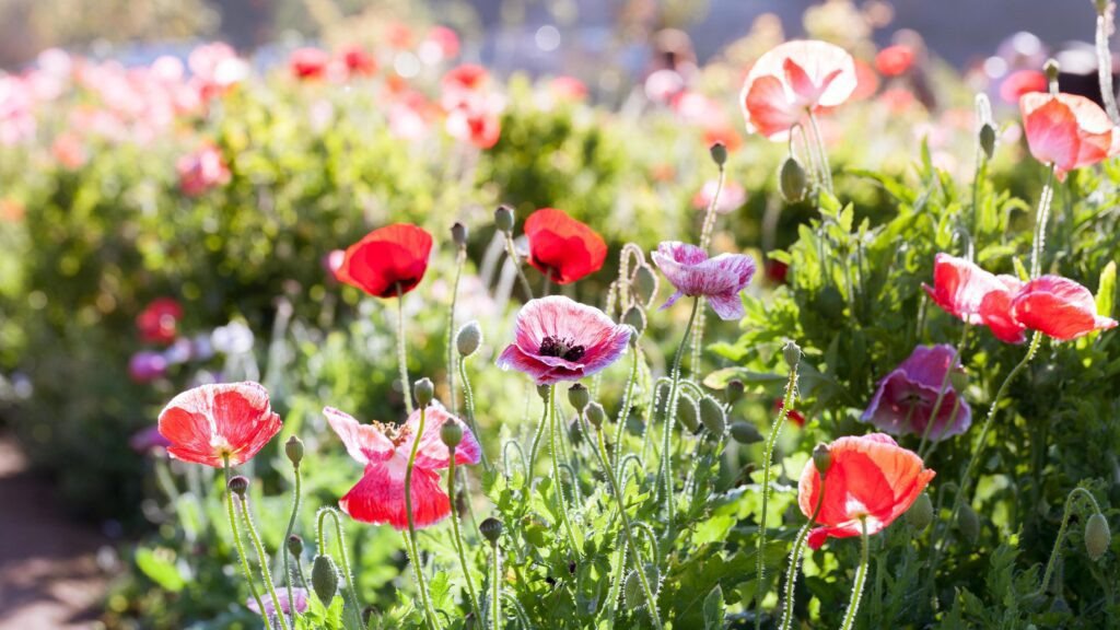 Colorful poppy flowers Stock Free