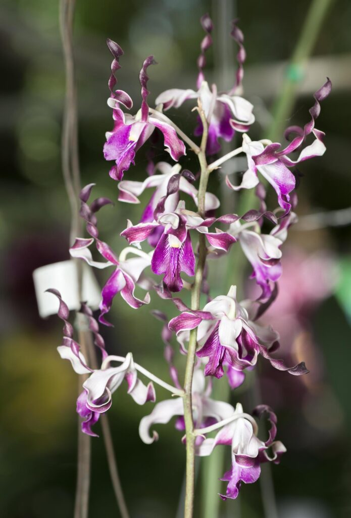 beautiful Twisted Dendrobium orchid flower Stock Free