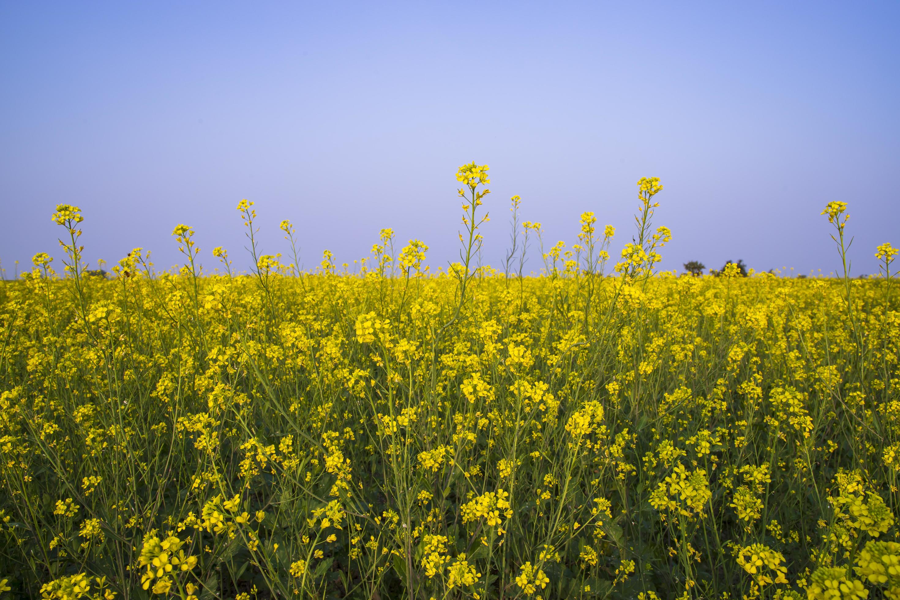 Yellow Rapeseed flowers in the field with blue sky. selective focus Natural landscape view Stock Free