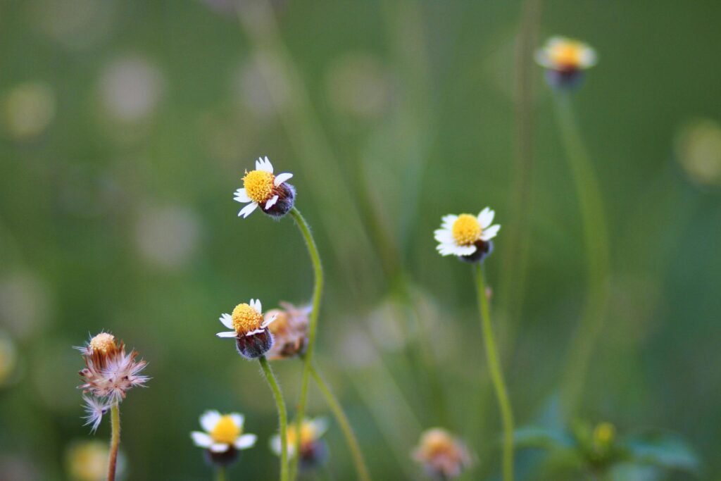 Beautiful wild Camomile grass flowers in the meadow with natural sunlight. Stock Free