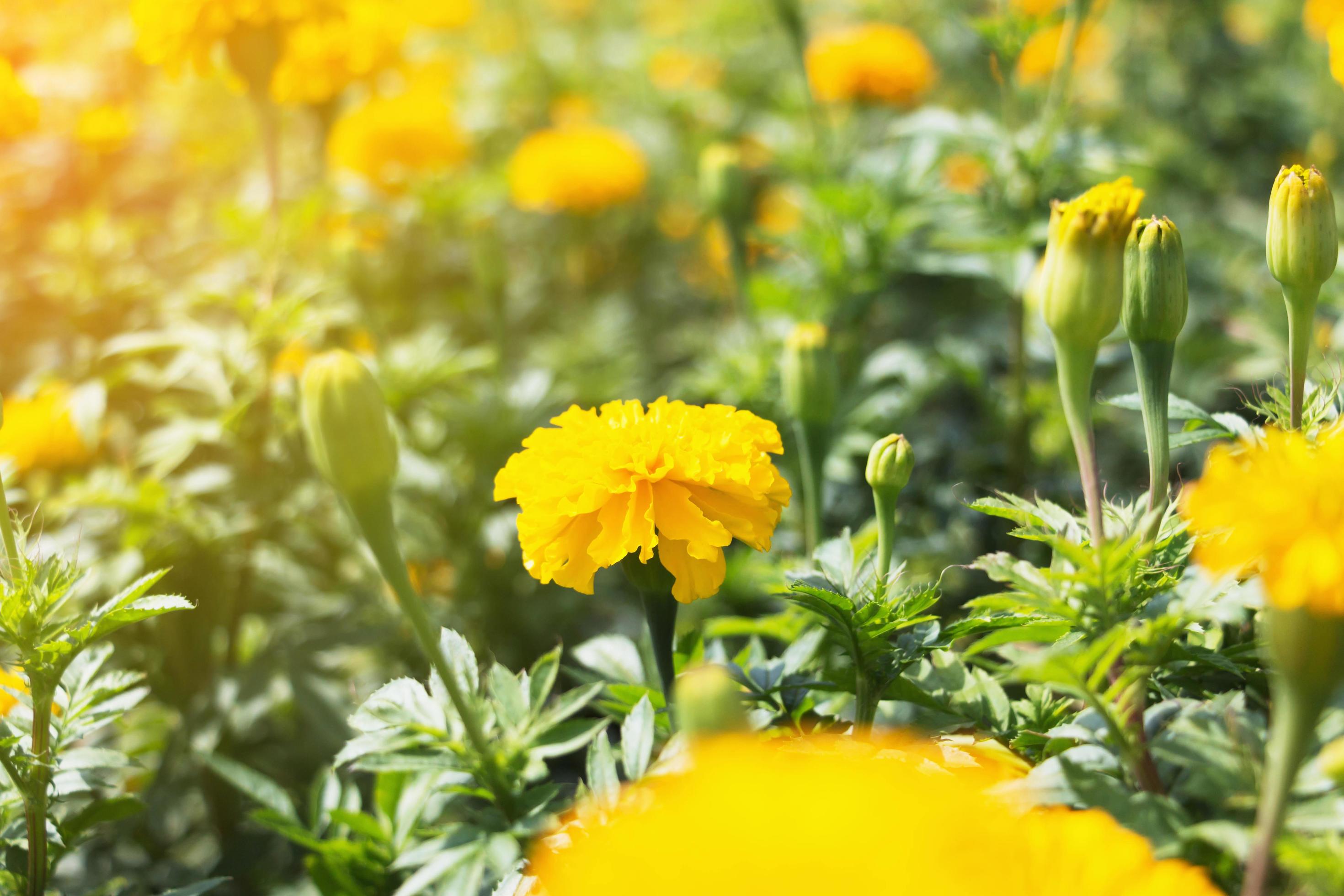 yellow marigold flowers in garden Stock Free