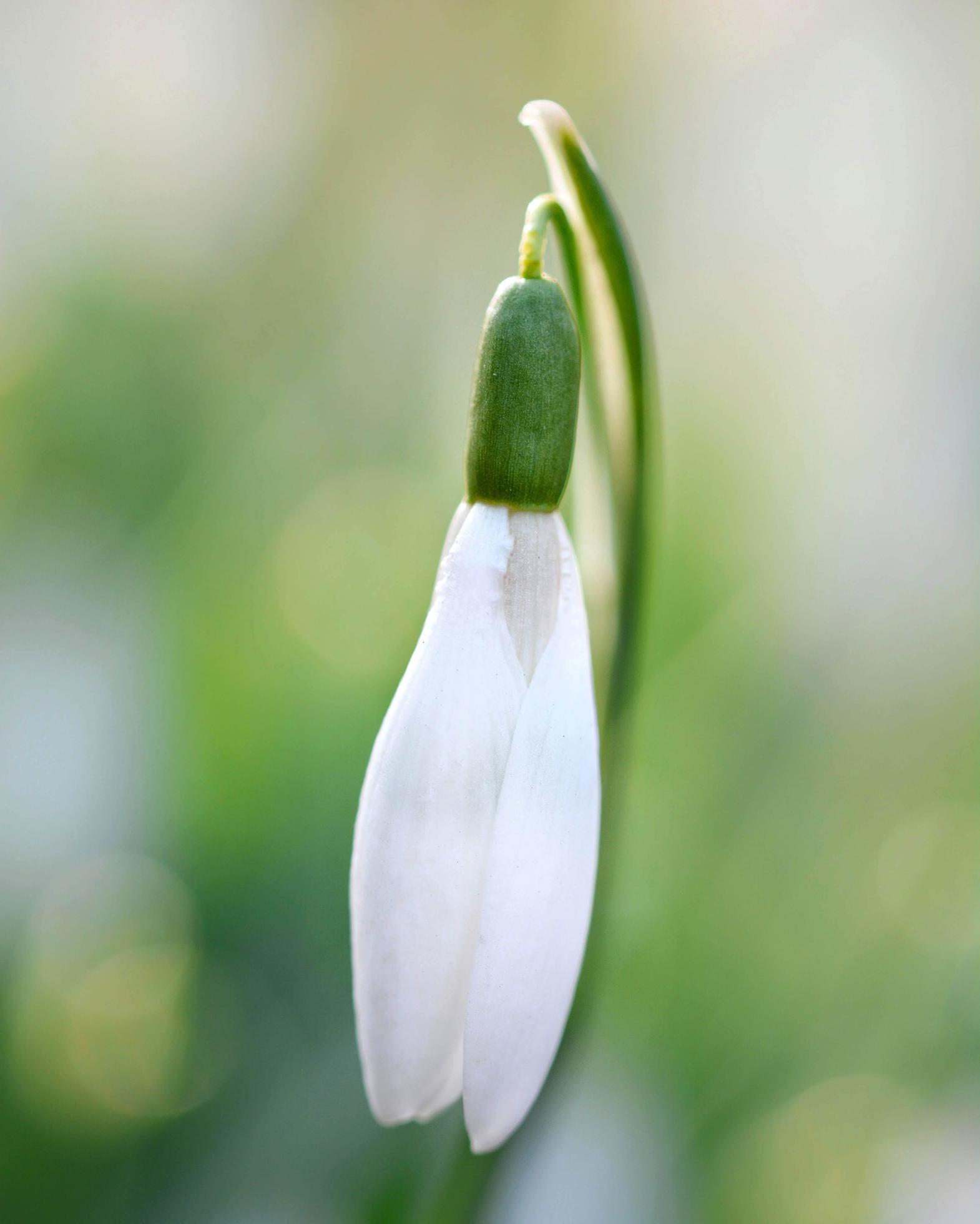 Close-up of a snowdrop flower Stock Free