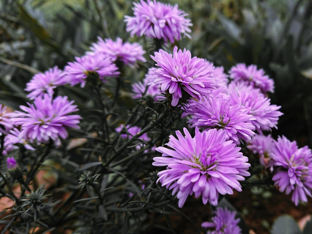 beautiful purple flower macro Stock Free